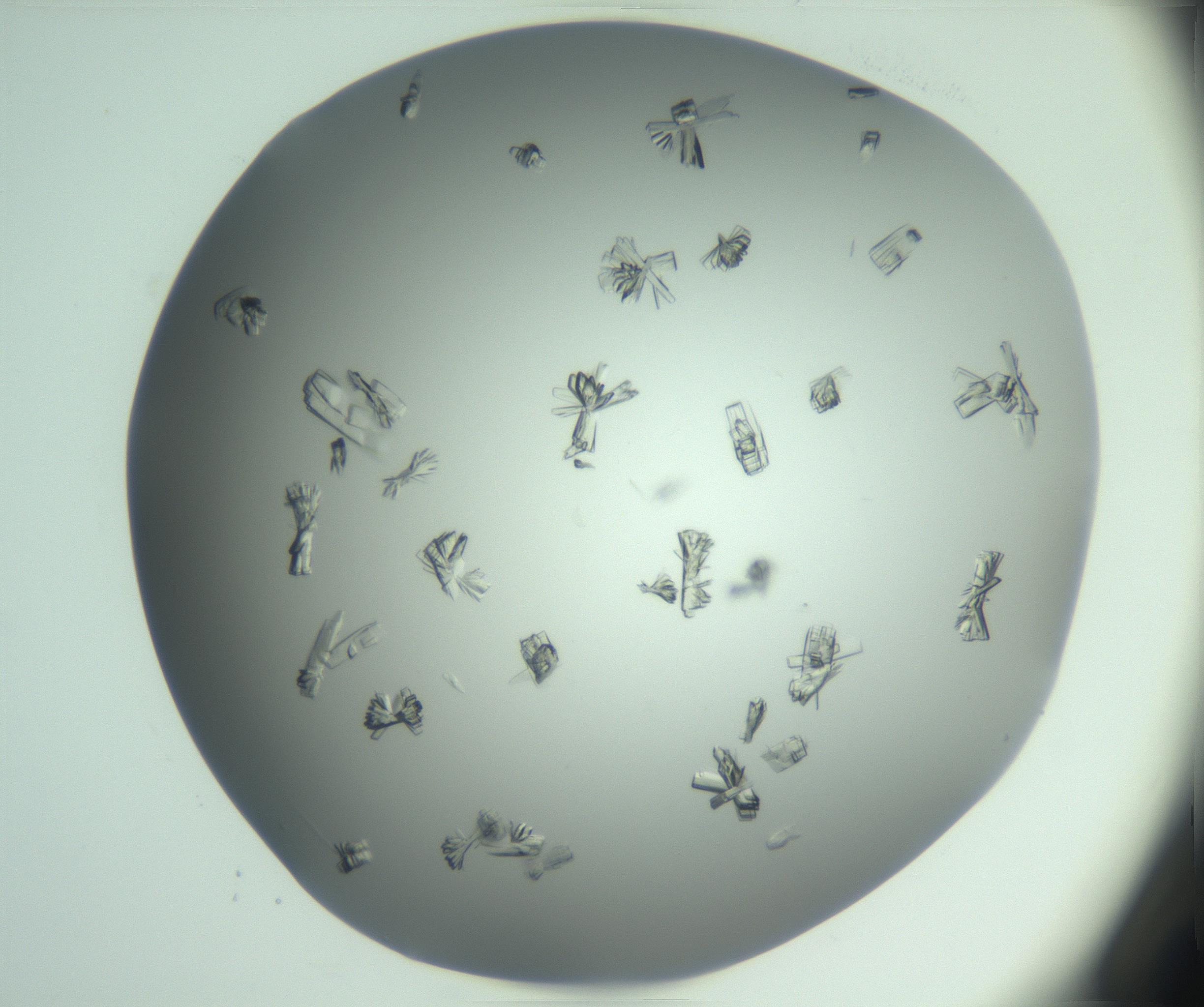 RI01_03_000_0212_Proj1_Clon1_MC_0000MC103046_002_161125_02_05_01_00_99_002_001_RAI.jpg