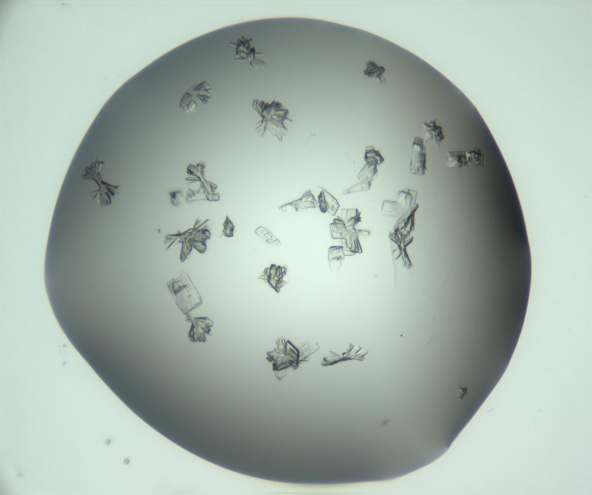 RI01_03_000_0212_Proj1_Clon1_MC_0000MC103046_002_161125_03_04_01_00_99_002_001_RAI.jpg