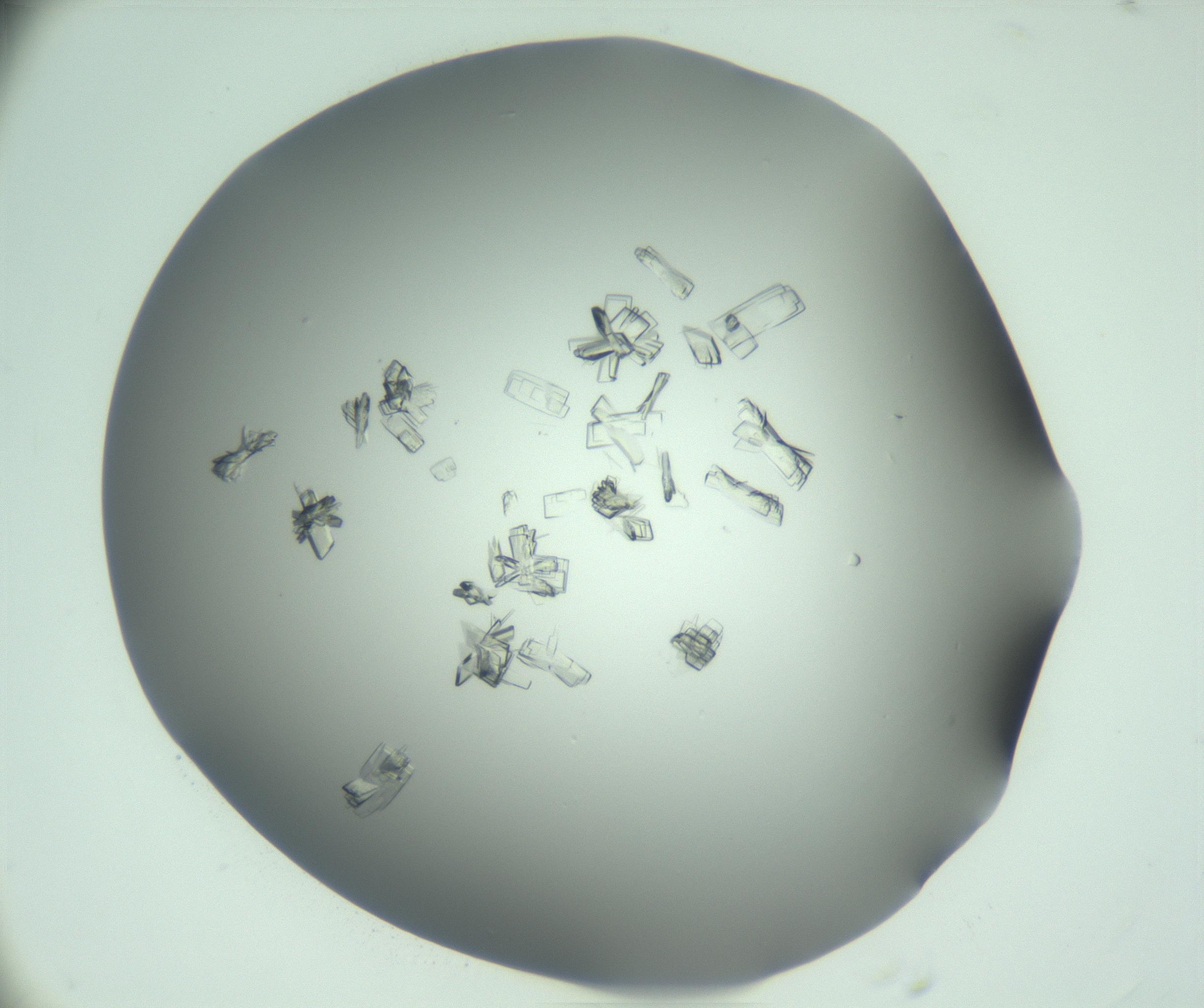 RI01_03_000_0212_Proj1_Clon1_MC_0000MC103046_002_161125_03_04_02_00_99_002_001_RAI.jpg