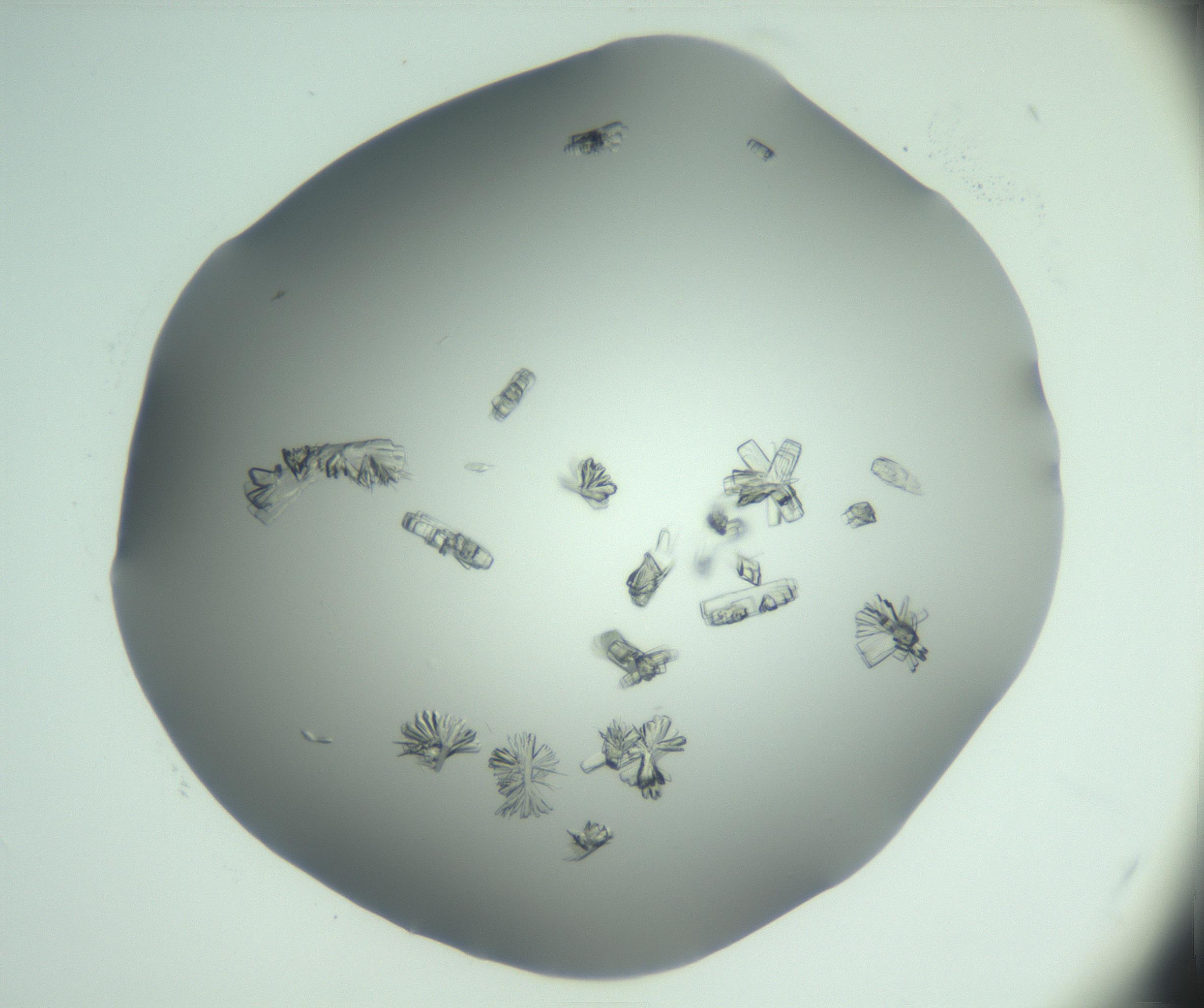 RI01_03_000_0212_Proj1_Clon1_MC_0000MC103046_002_161125_03_05_01_00_99_002_001_RAI.jpg