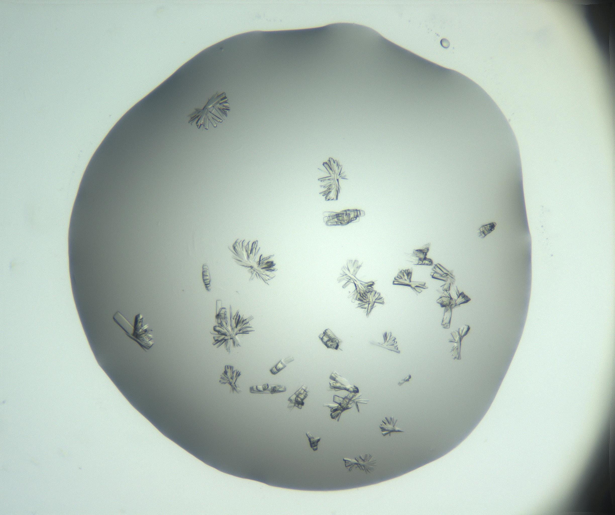 RI01_03_000_0212_Proj1_Clon1_MC_0000MC103046_002_161125_03_05_02_00_99_002_001_RAI.jpg