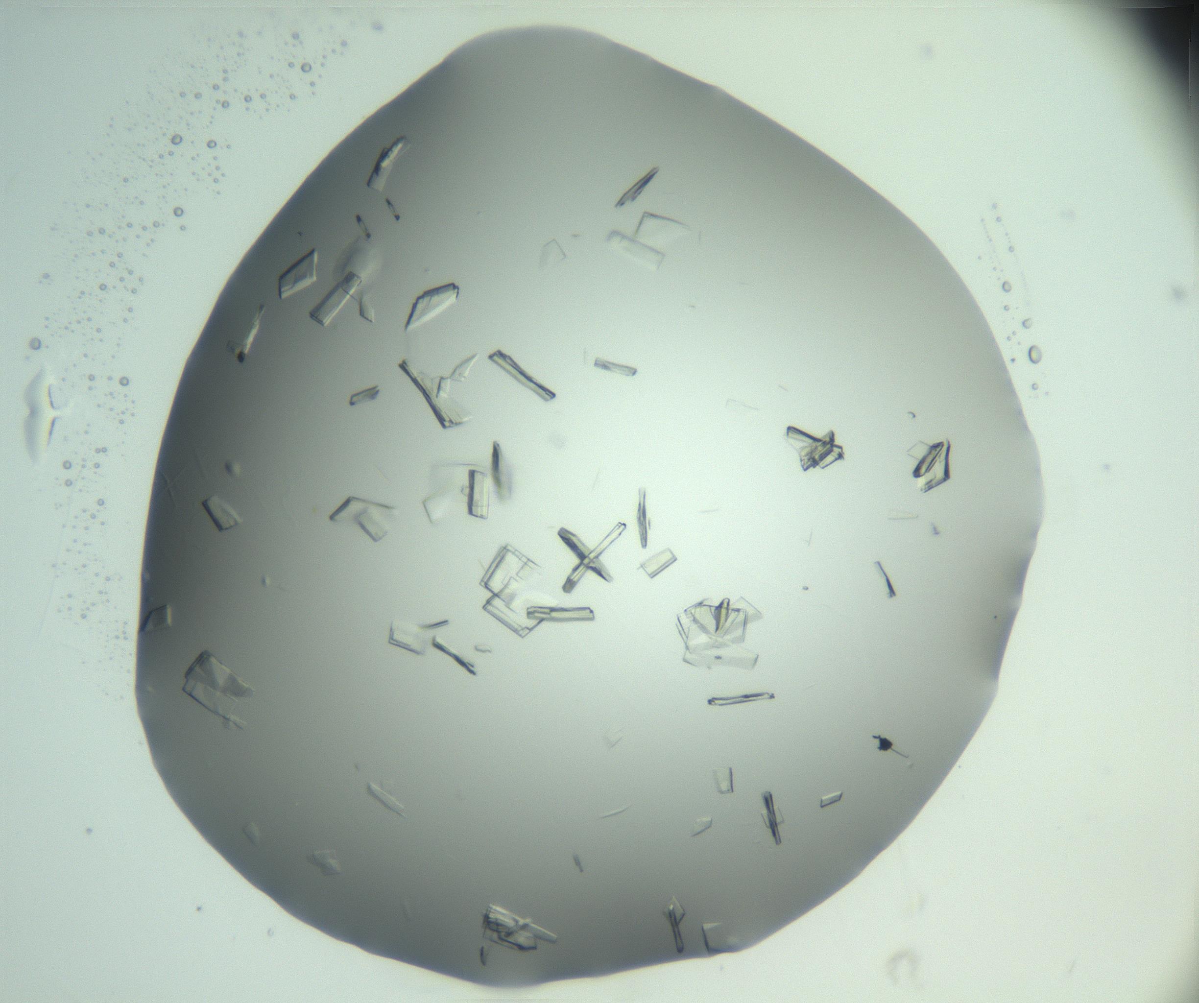 RI01_03_000_0212_Proj1_Clon1_MC_0000MC103046_002_161125_03_08_02_00_99_002_001_RAI.jpg