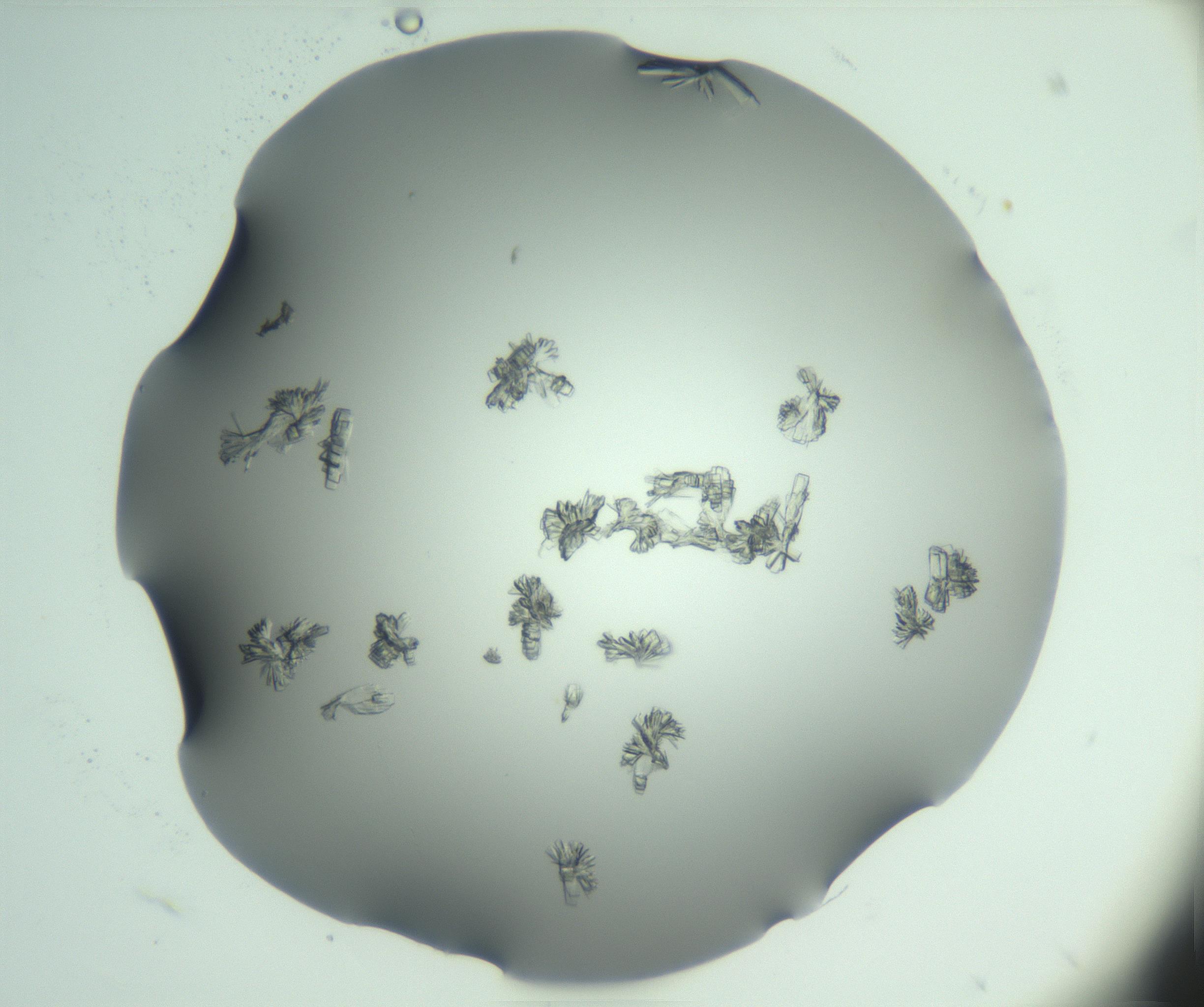 RI01_03_000_0212_Proj1_Clon1_MC_0000MC103046_002_161125_04_03_01_00_99_002_001_RAI.jpg