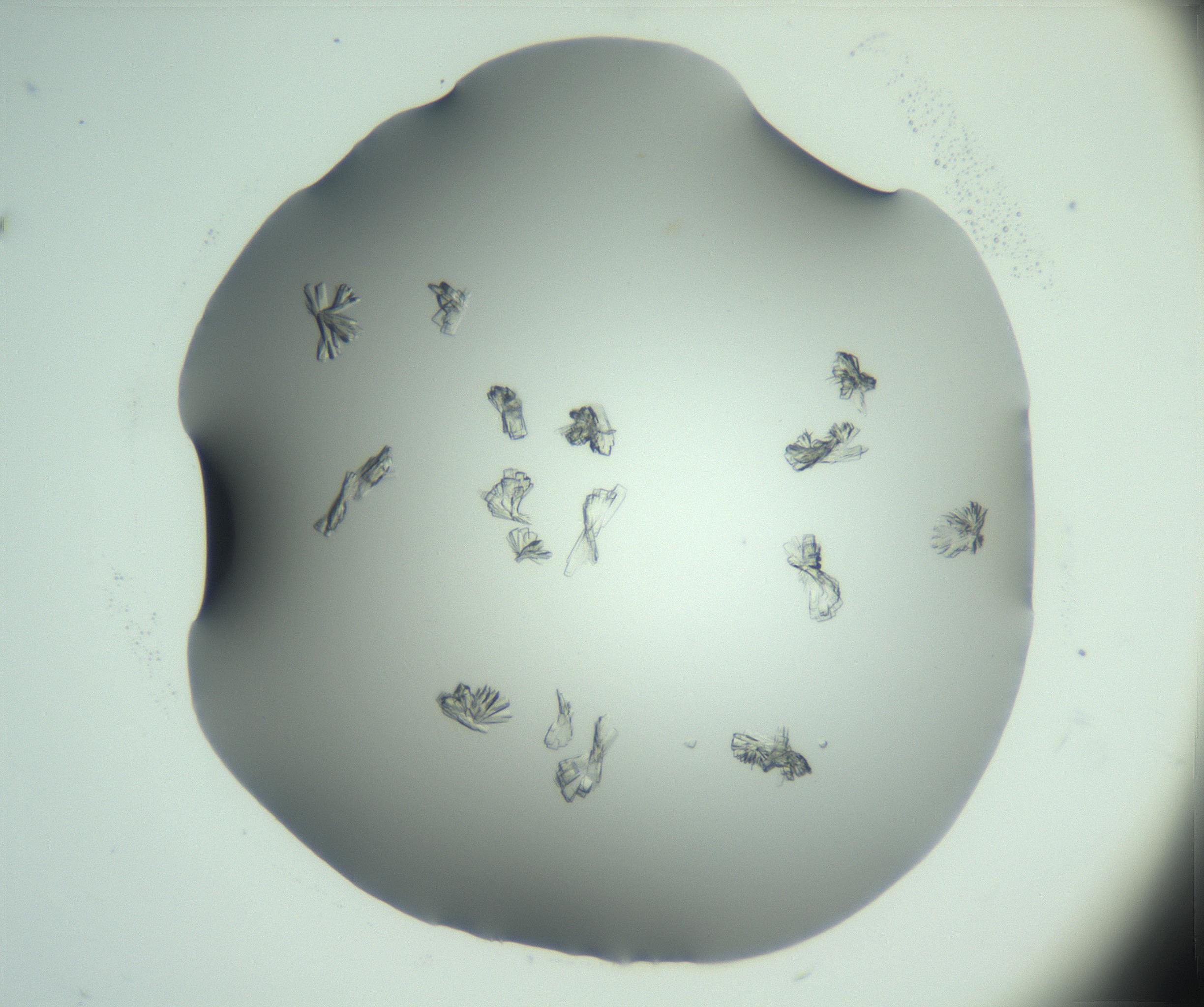 RI01_03_000_0212_Proj1_Clon1_MC_0000MC103046_002_161125_04_03_02_00_99_002_001_RAI.jpg