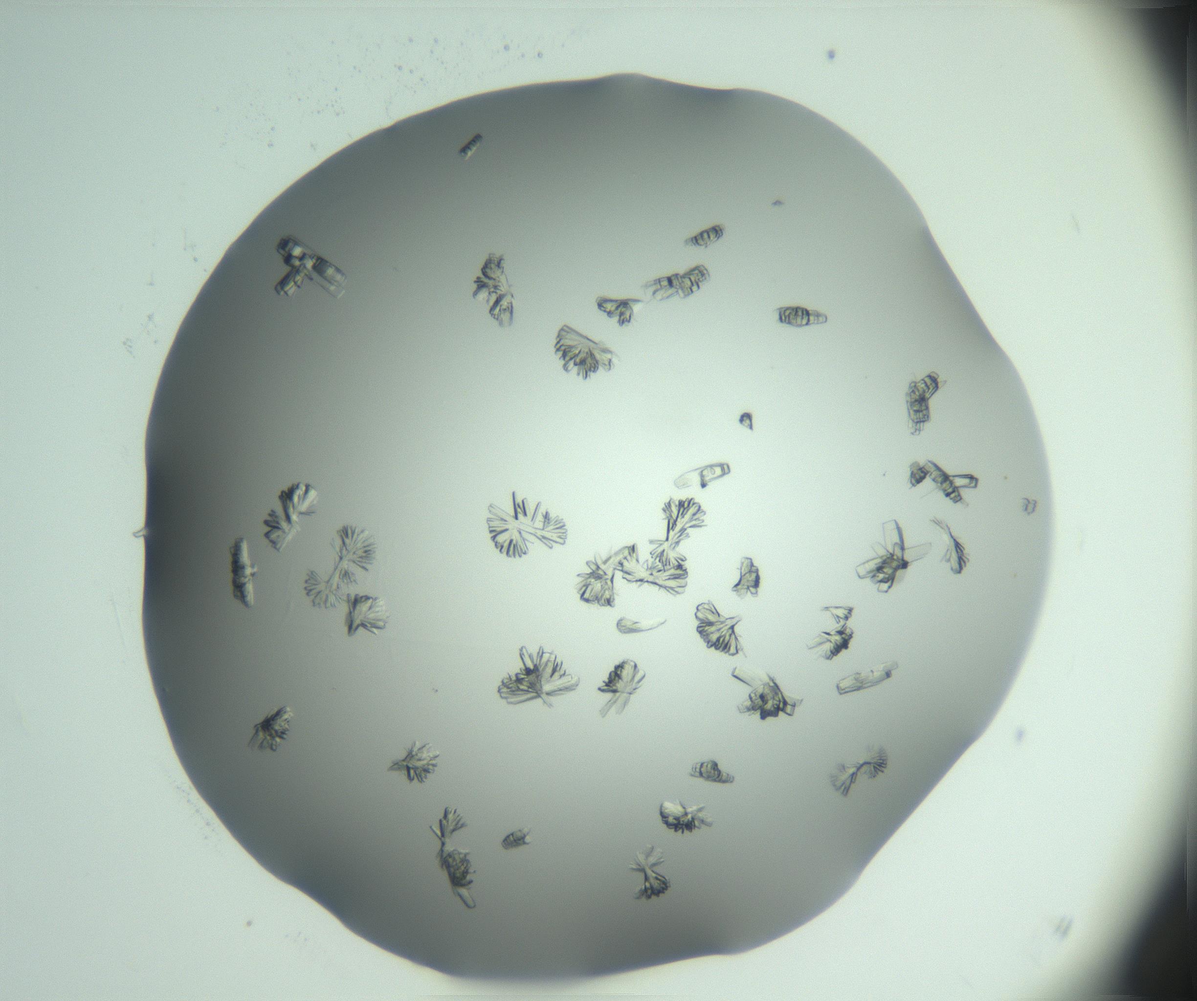 RI01_03_000_0212_Proj1_Clon1_MC_0000MC103046_002_161125_04_05_01_00_99_002_001_RAI.jpg