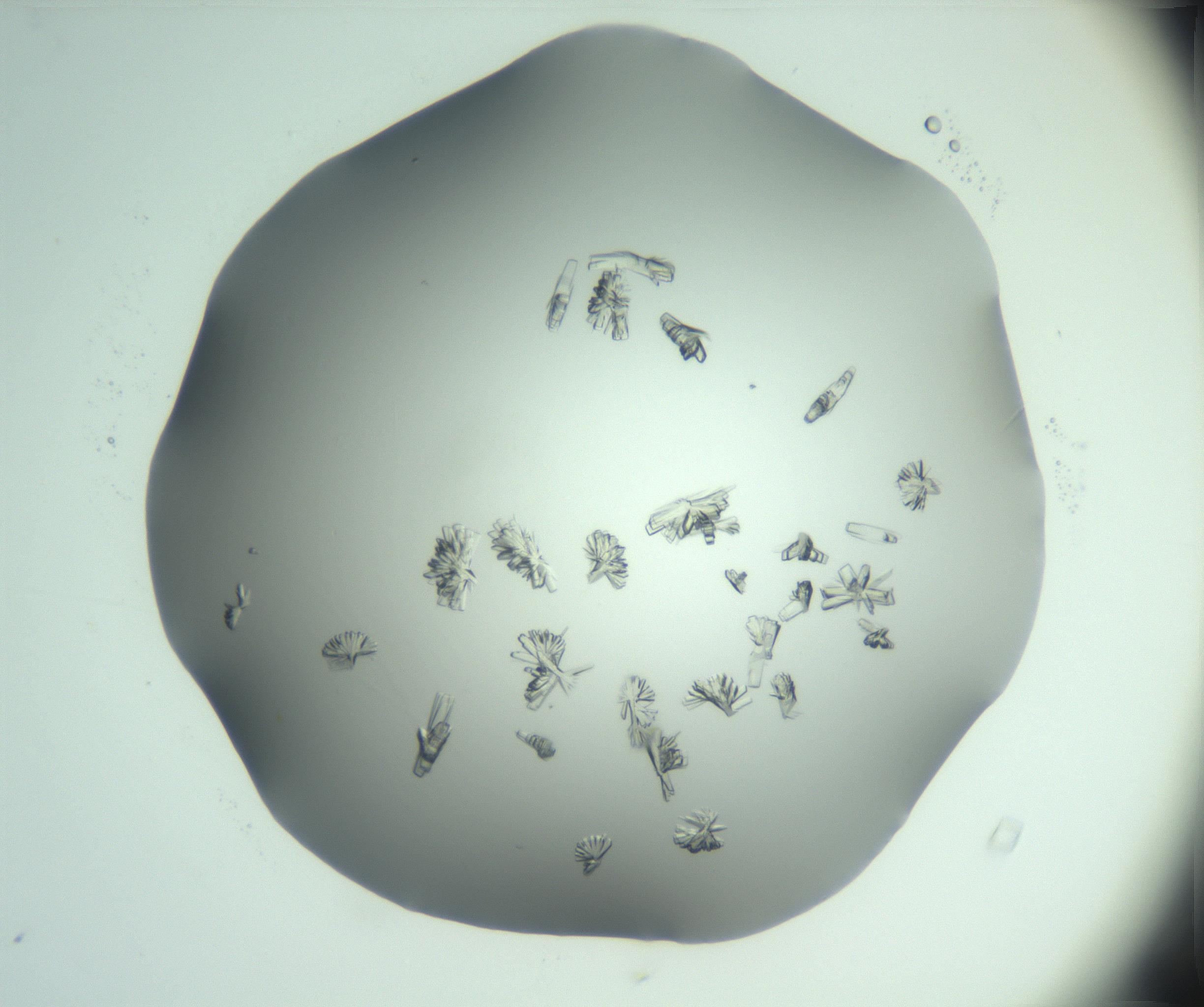 RI01_03_000_0212_Proj1_Clon1_MC_0000MC103046_002_161125_04_05_02_00_99_002_001_RAI.jpg