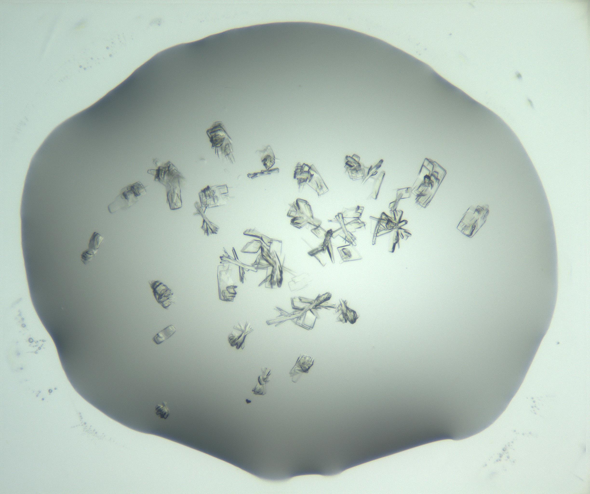 RI01_03_000_0212_Proj1_Clon1_MC_0000MC103046_002_161125_05_01_01_00_99_002_001_RAI.jpg