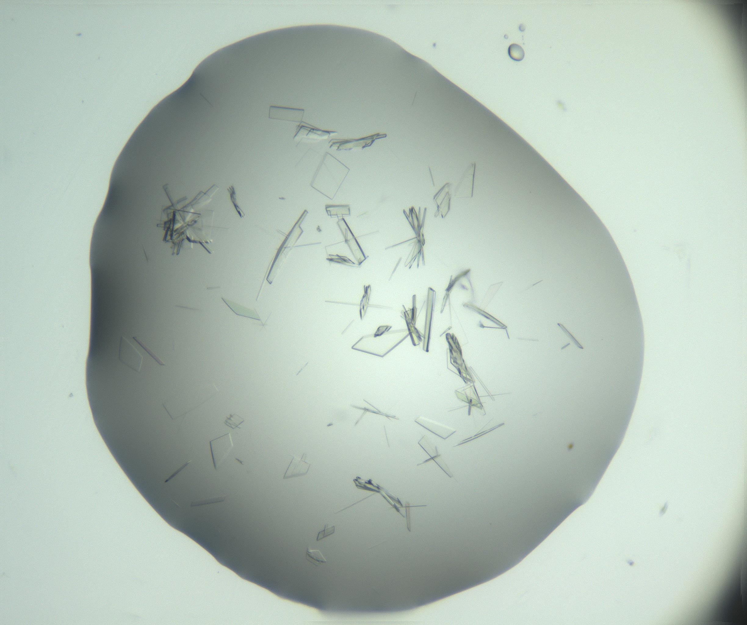RI01_03_000_0212_Proj1_Clon1_MC_0000MC103046_002_161125_05_03_01_00_99_002_001_RAI.jpg