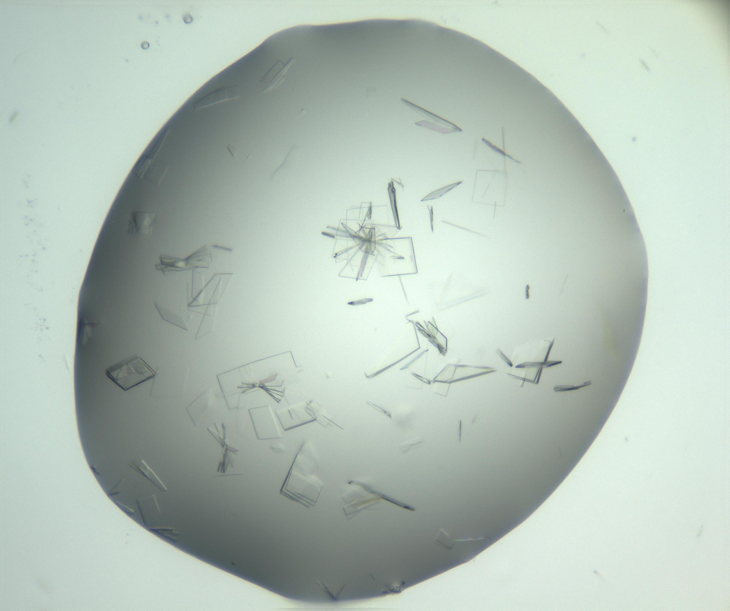RI01_03_000_0212_Proj1_Clon1_MC_0000MC103046_002_161125_05_08_01_00_99_002_001_RAI.jpg