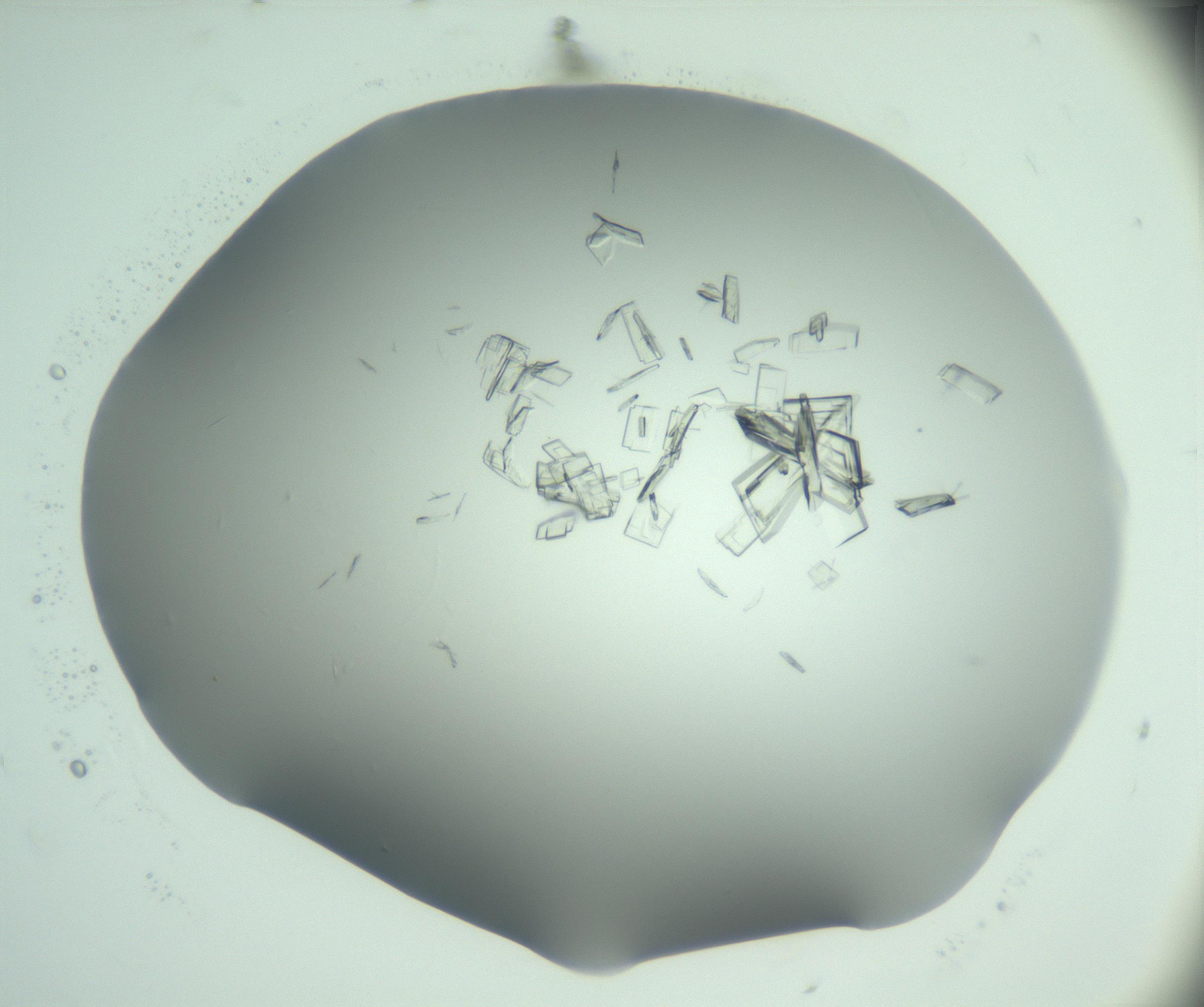 RI01_03_000_0212_Proj1_Clon1_MC_0000MC103046_002_161125_06_01_01_00_99_002_001_RAI.jpg