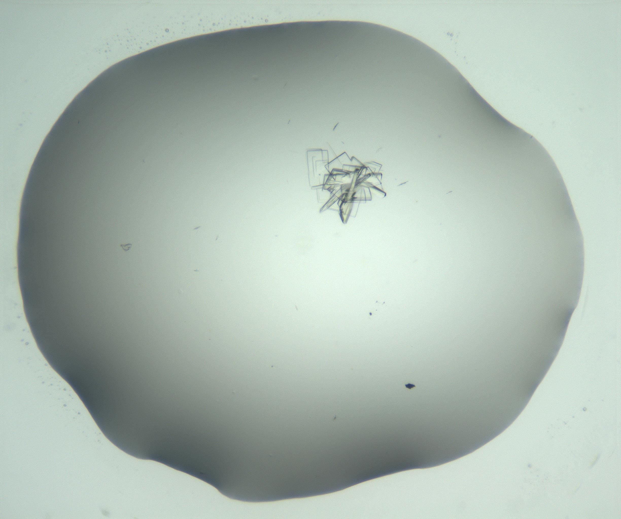 RI01_03_000_0212_Proj1_Clon1_MC_0000MC103046_002_161125_06_01_02_00_99_002_001_RAI.jpg