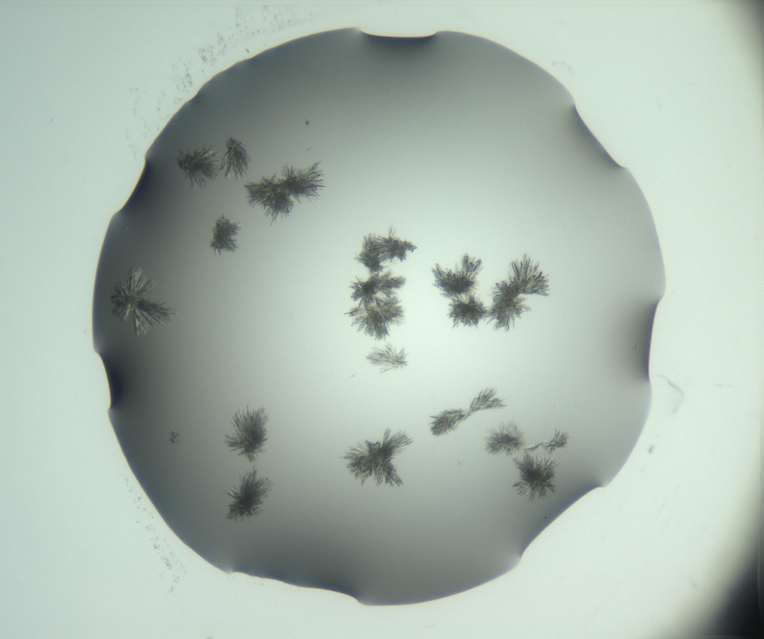 RI01_03_000_0212_Proj1_Clon1_MC_0000MC103046_002_161125_06_02_01_00_99_002_001_RAI.jpg