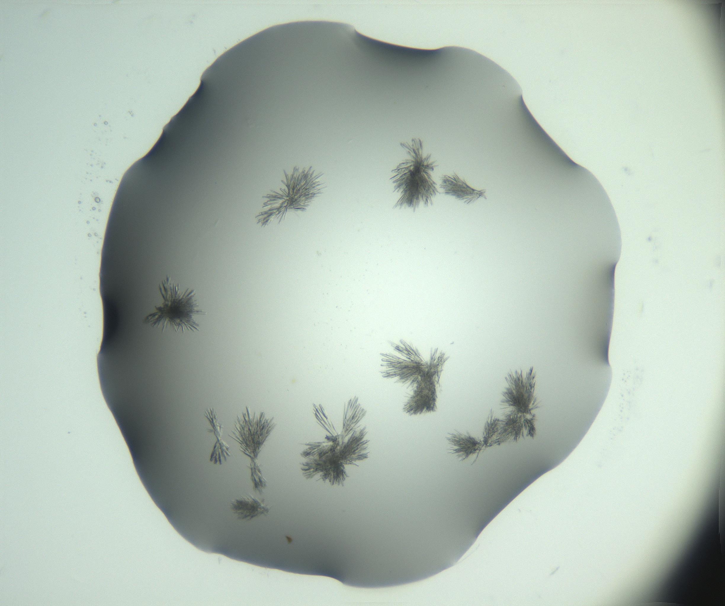 RI01_03_000_0212_Proj1_Clon1_MC_0000MC103046_002_161125_06_02_02_00_99_002_001_RAI.jpg