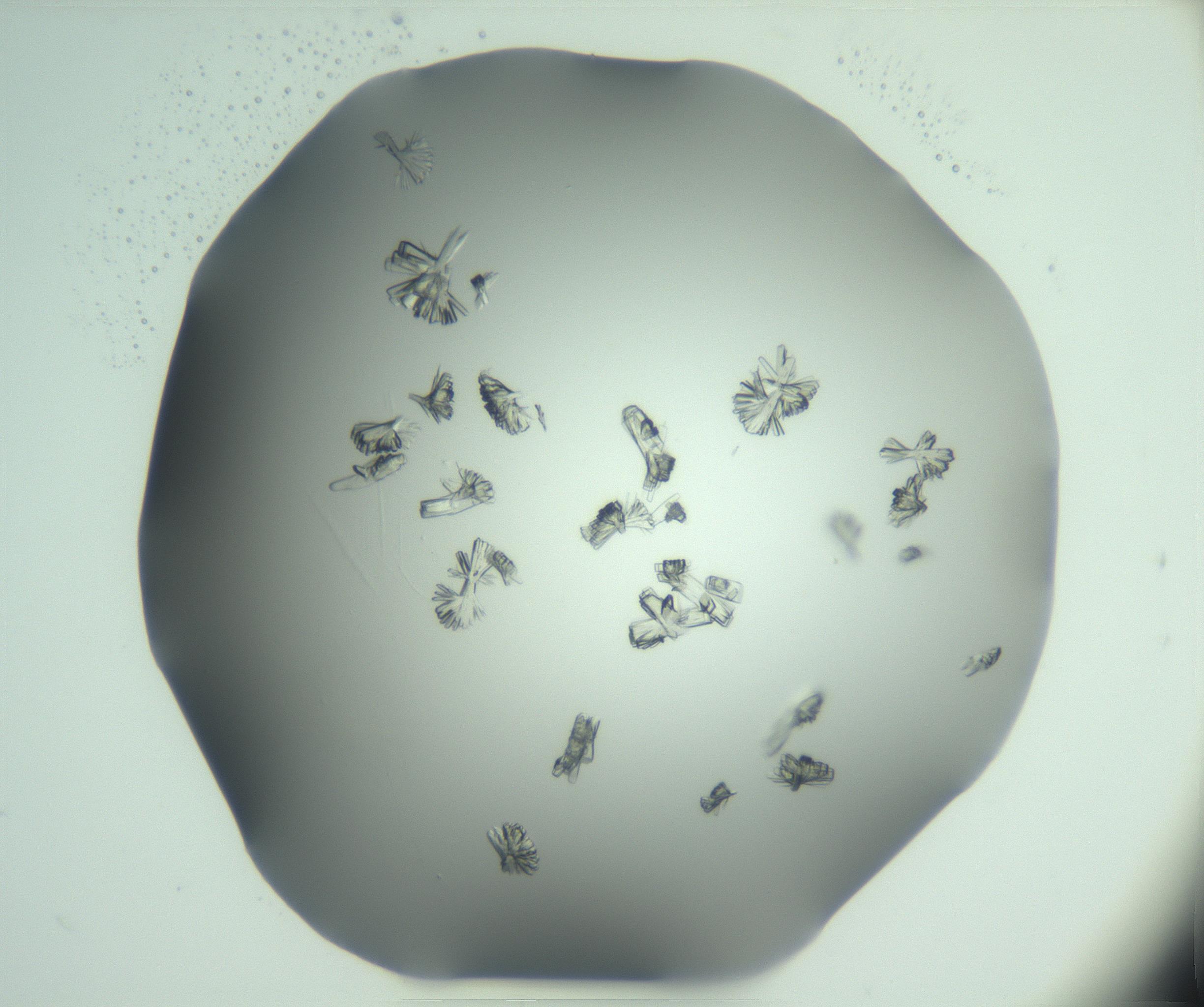 RI01_03_000_0212_Proj1_Clon1_MC_0000MC103046_002_161125_06_03_01_00_99_002_001_RAI.jpg