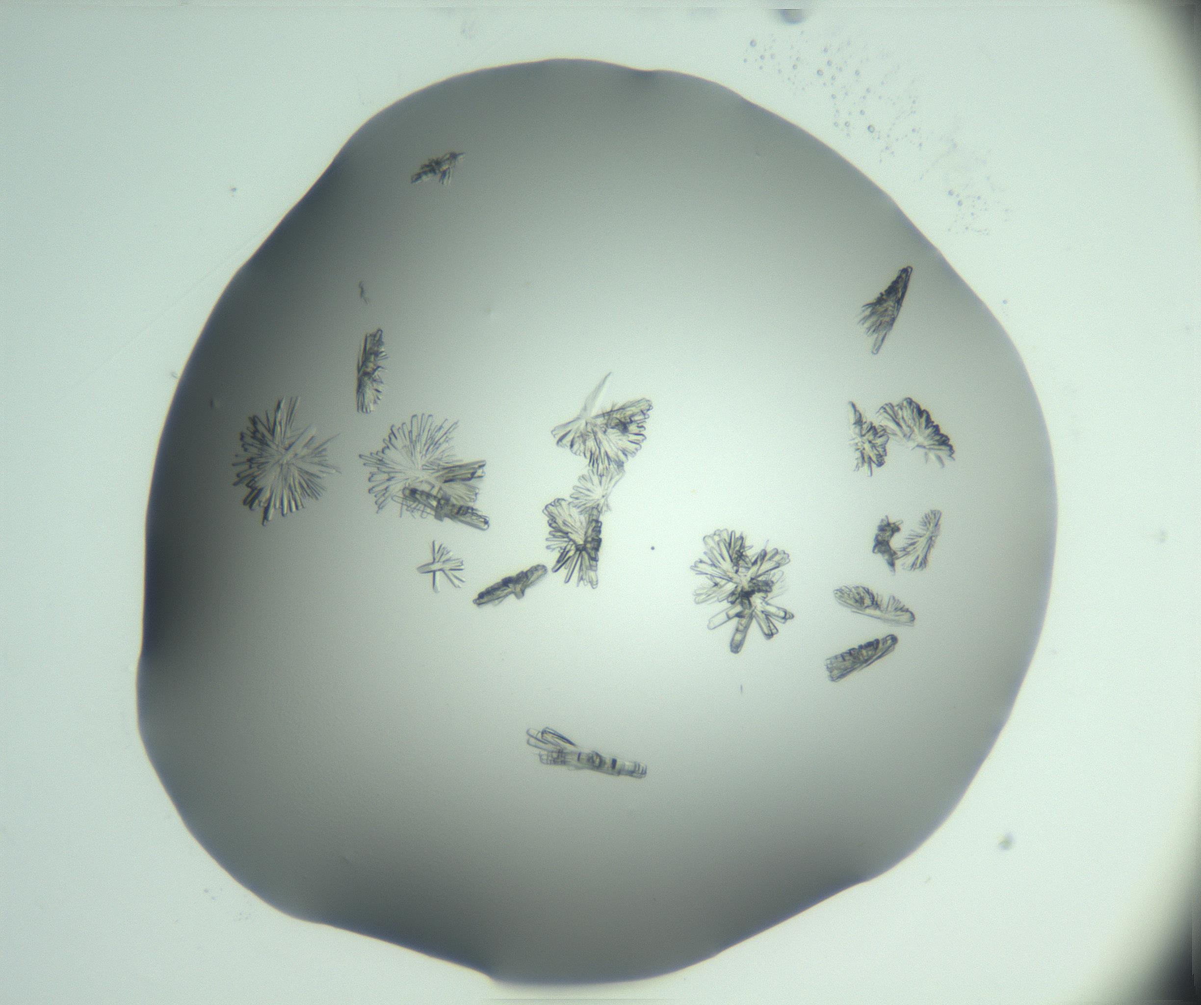 RI01_03_000_0212_Proj1_Clon1_MC_0000MC103046_002_161125_06_05_01_00_99_002_001_RAI.jpg