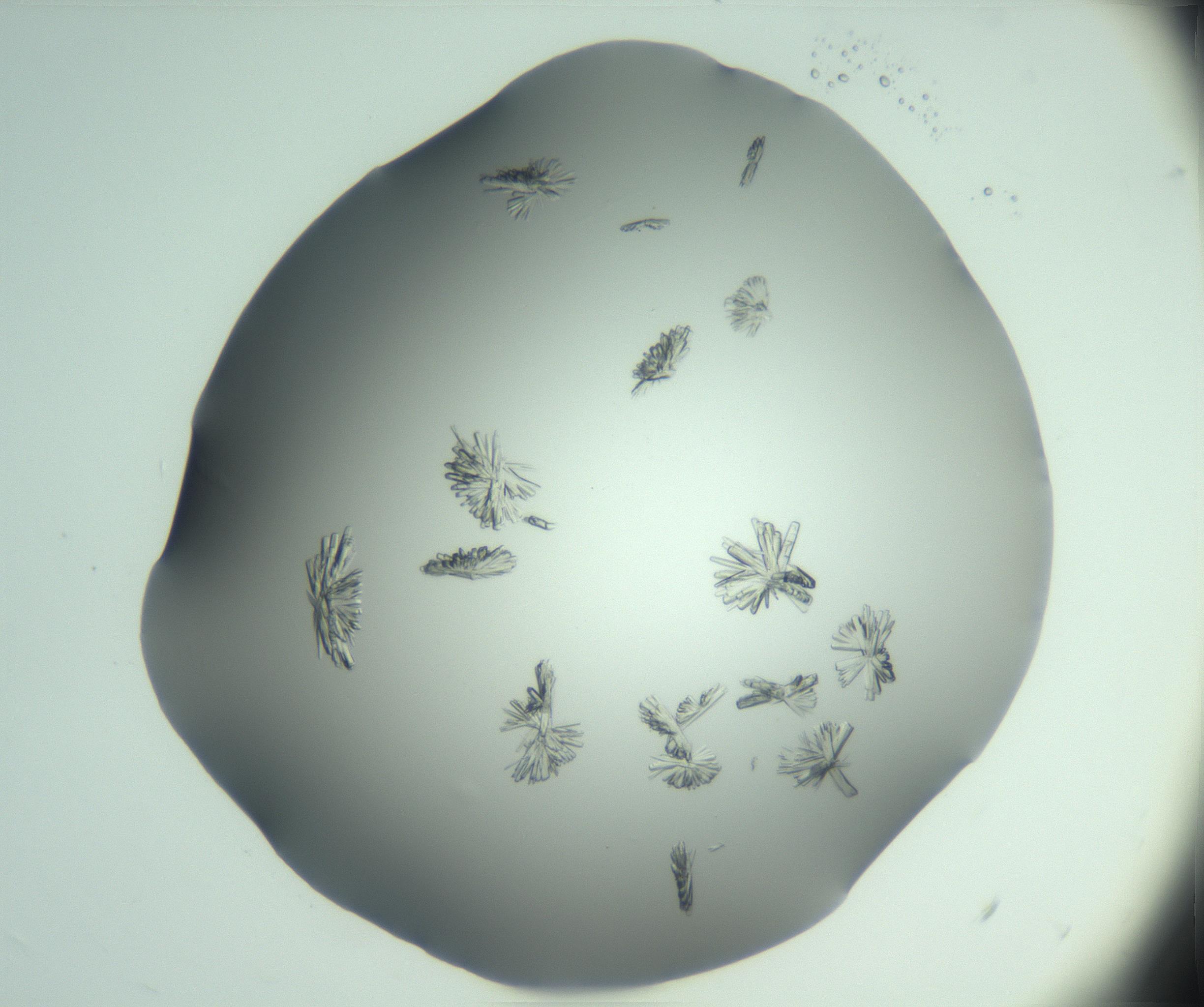 RI01_03_000_0212_Proj1_Clon1_MC_0000MC103046_002_161125_06_05_02_00_99_002_001_RAI.jpg