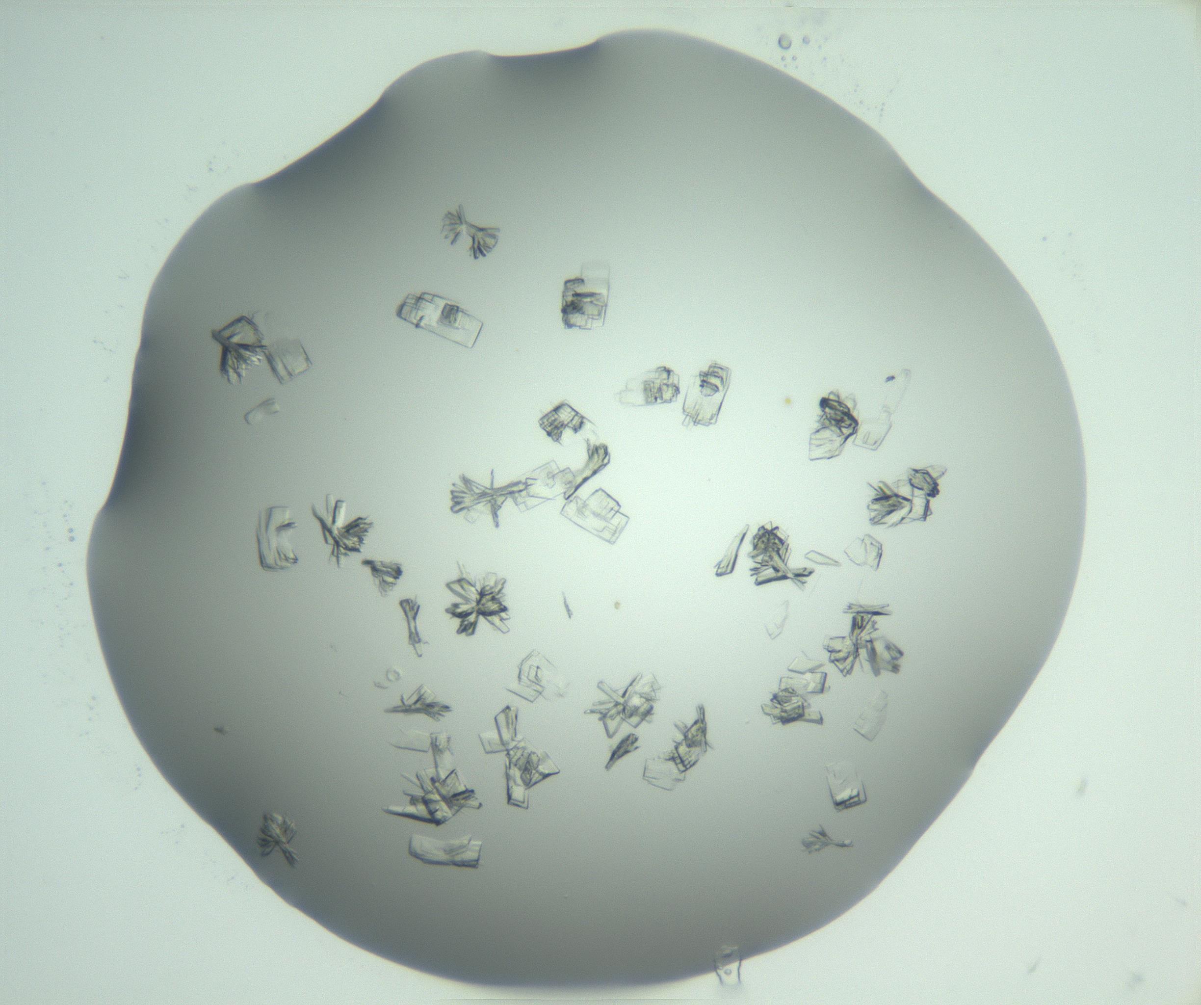 RI01_03_000_0212_Proj1_Clon1_MC_0000MC103046_002_161125_06_07_01_00_99_002_001_RAI.jpg