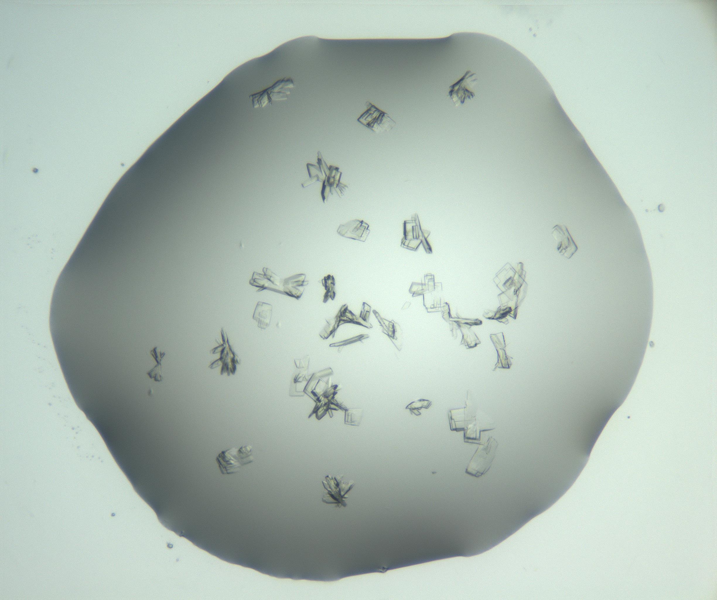 RI01_03_000_0212_Proj1_Clon1_MC_0000MC103046_002_161125_06_07_02_00_99_002_001_RAI.jpg
