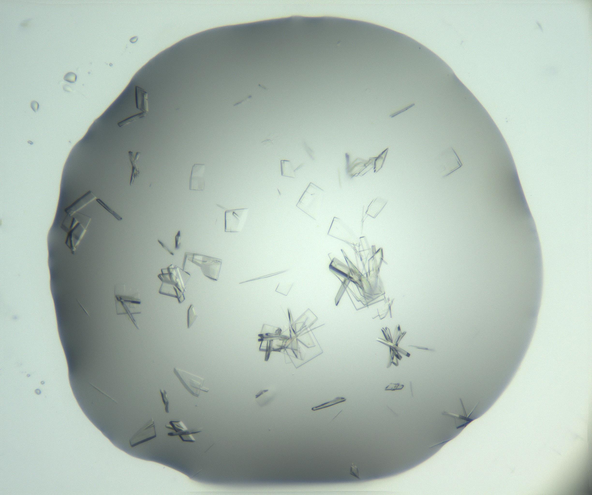 RI01_03_000_0212_Proj1_Clon1_MC_0000MC103046_002_161125_07_06_01_00_99_002_001_RAI.jpg