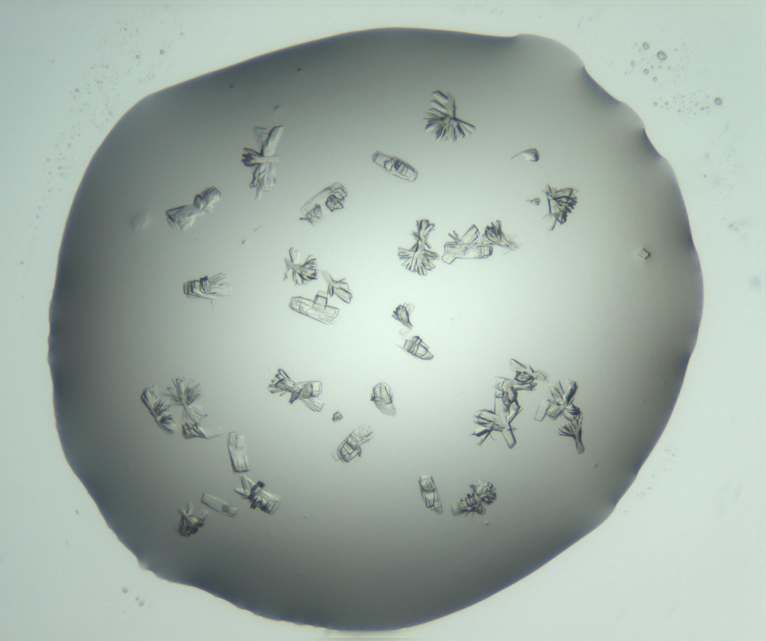 RI01_03_000_0212_Proj1_Clon1_MC_0000MC103046_002_161125_07_07_01_00_99_002_001_RAI.jpg