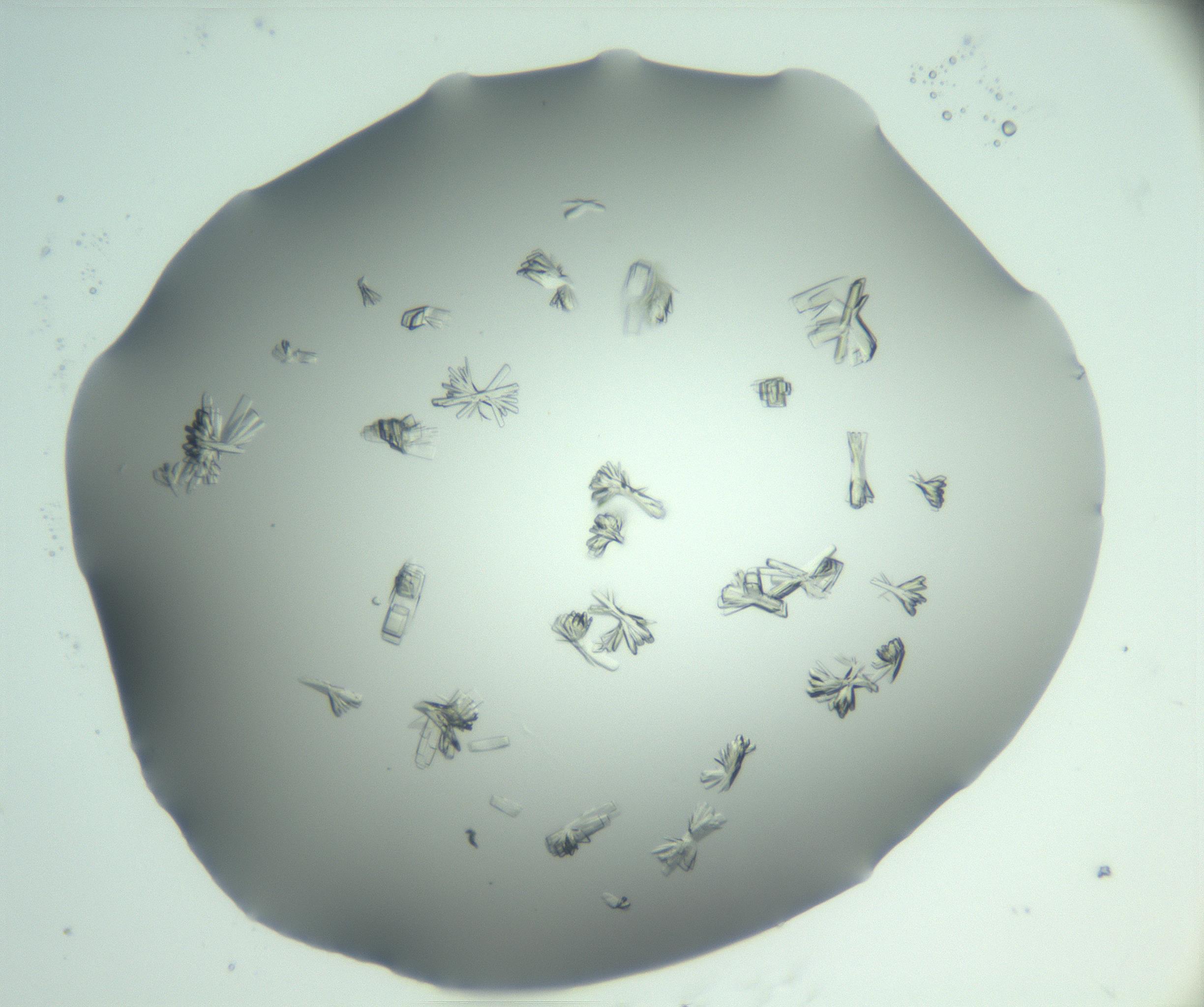 RI01_03_000_0212_Proj1_Clon1_MC_0000MC103046_002_161125_07_07_02_00_99_002_001_RAI.jpg