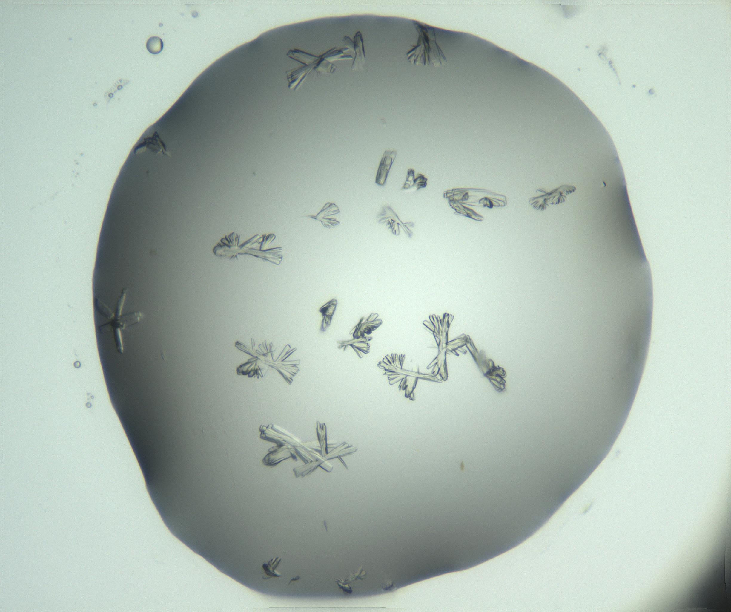 RI01_03_000_0212_Proj1_Clon1_MC_0000MC103046_002_161125_08_03_01_00_99_002_001_RAI.jpg