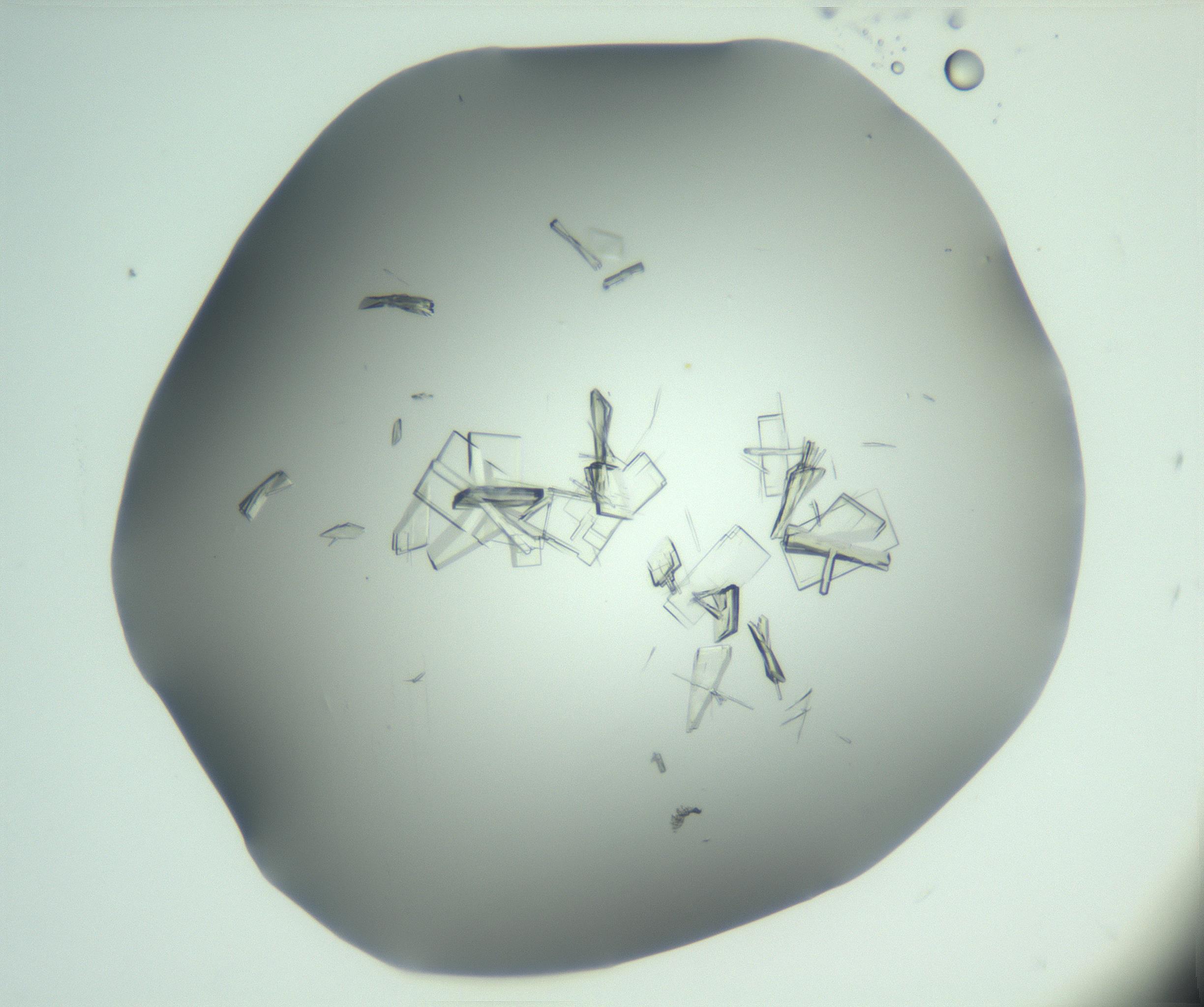 RI01_03_000_0212_Proj1_Clon1_MC_0000MC103046_002_161125_09_03_01_00_99_002_001_RAI.jpg