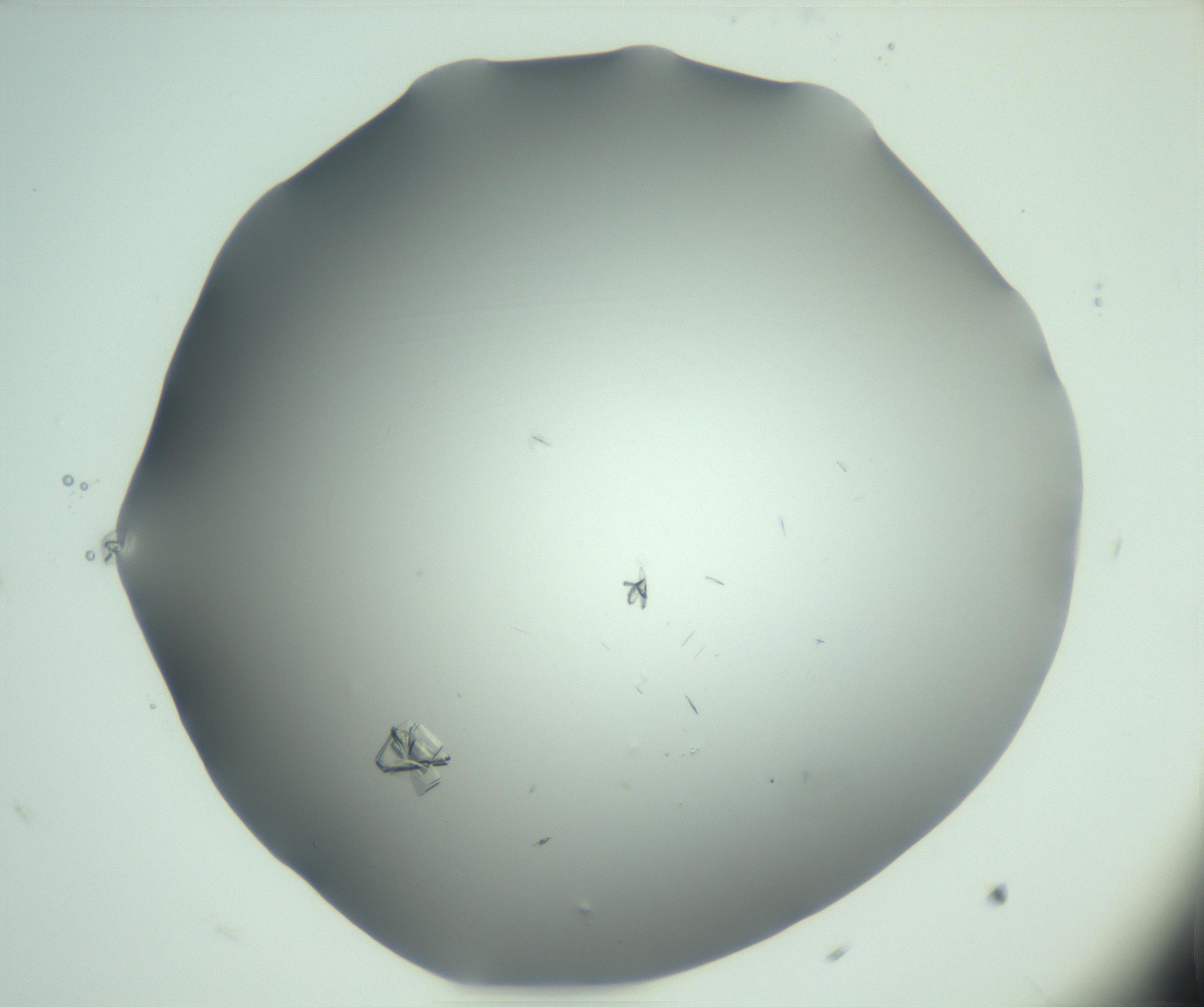RI01_03_000_0212_Proj1_Clon1_MC_0000MC103046_002_161125_09_03_02_00_99_002_001_RAI.jpg