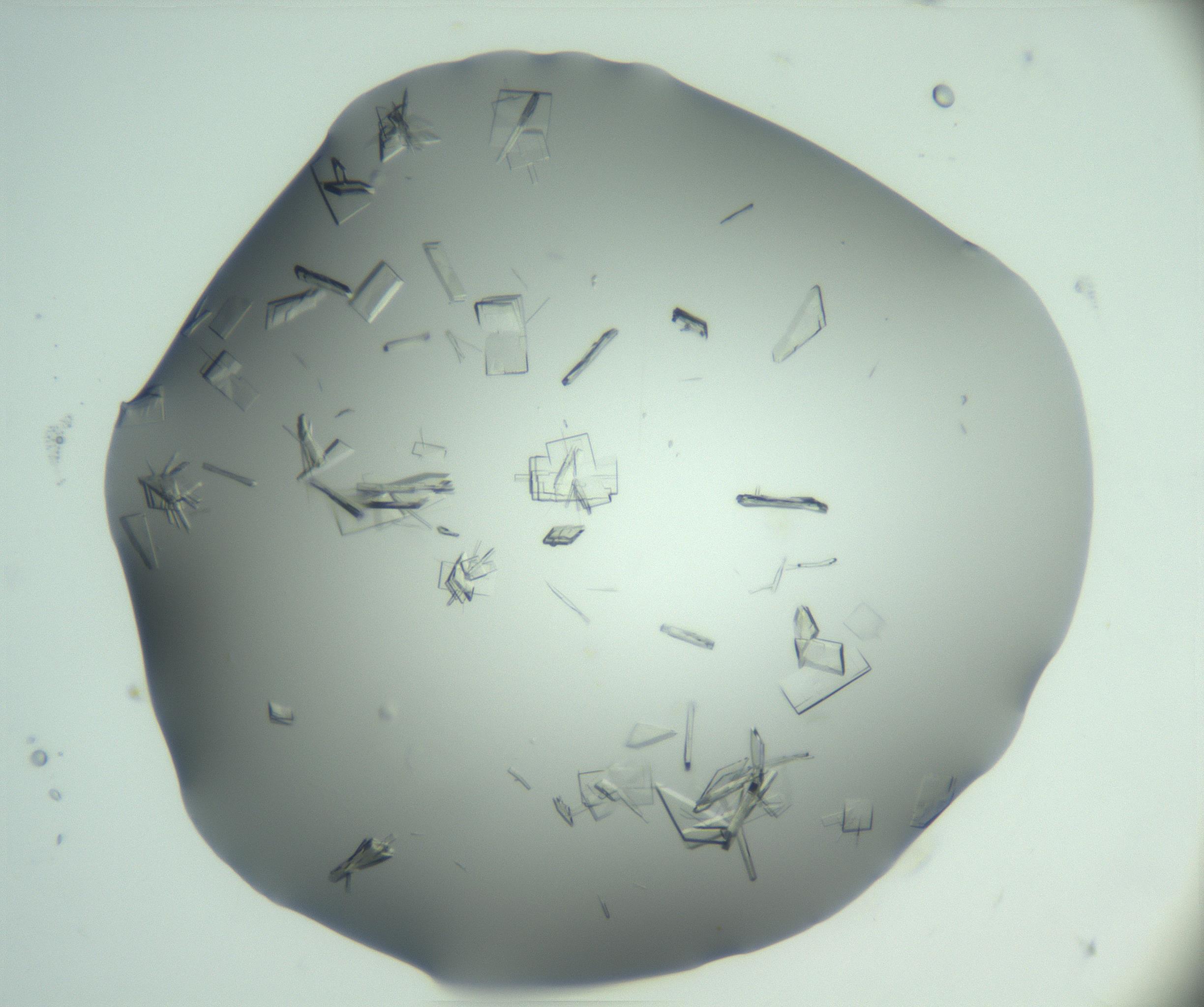 RI01_03_000_0212_Proj1_Clon1_MC_0000MC103046_002_161125_09_06_01_00_99_002_001_RAI.jpg