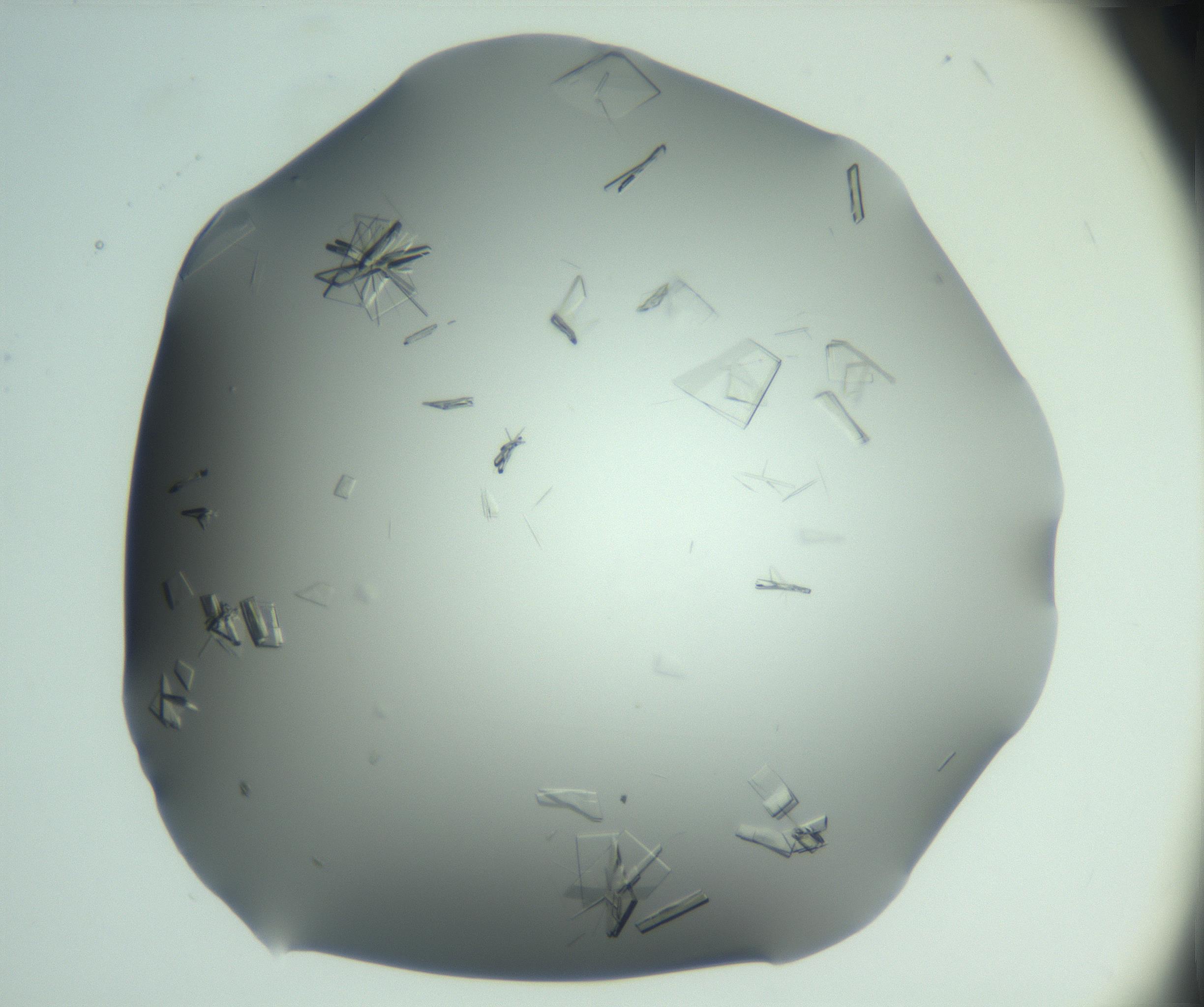 RI01_03_000_0212_Proj1_Clon1_MC_0000MC103046_002_161125_09_06_02_00_99_002_001_RAI.jpg