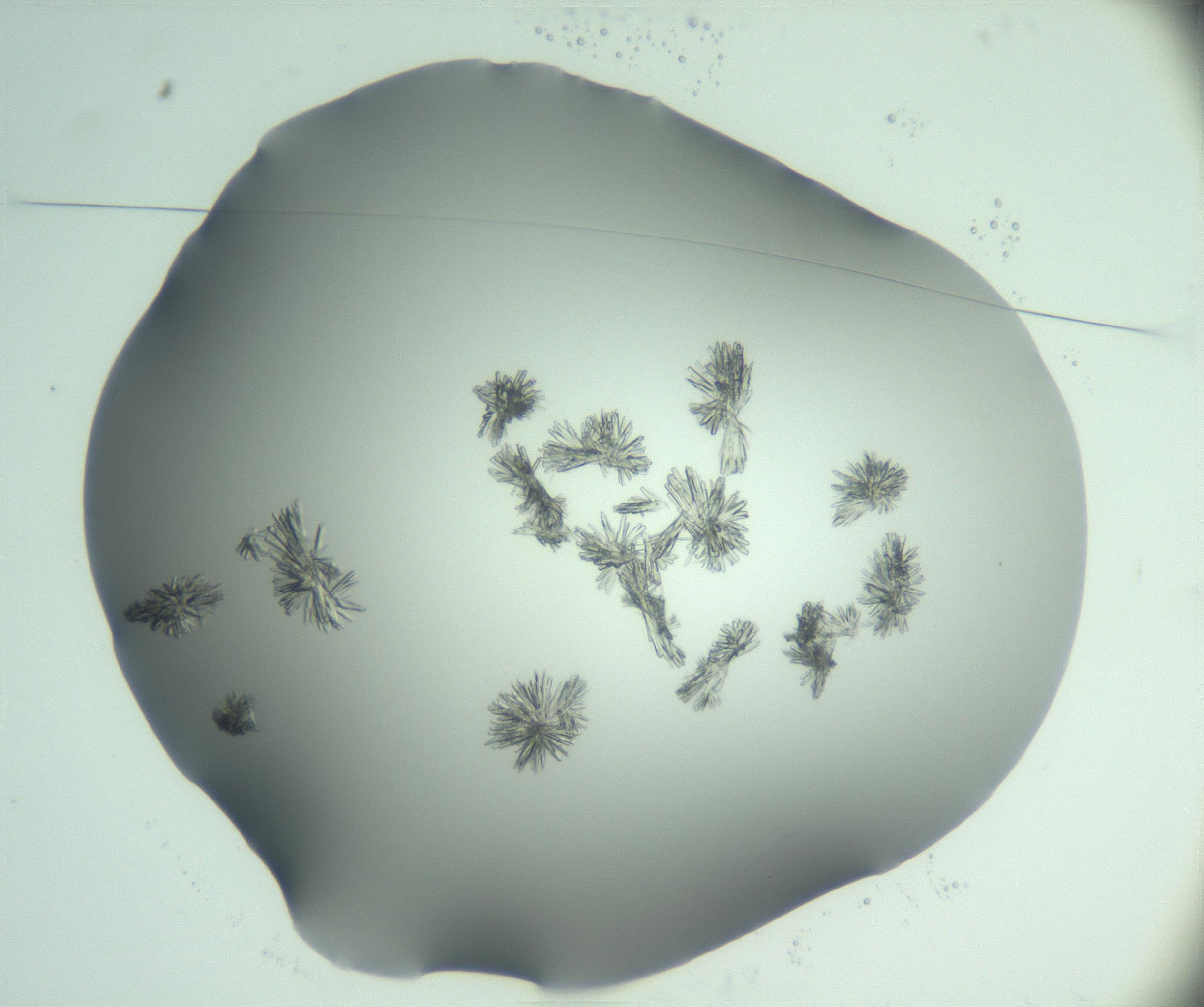 RI01_03_000_0212_Proj1_Clon1_MC_0000MC103046_002_161125_10_01_01_00_99_002_001_RAI.jpg