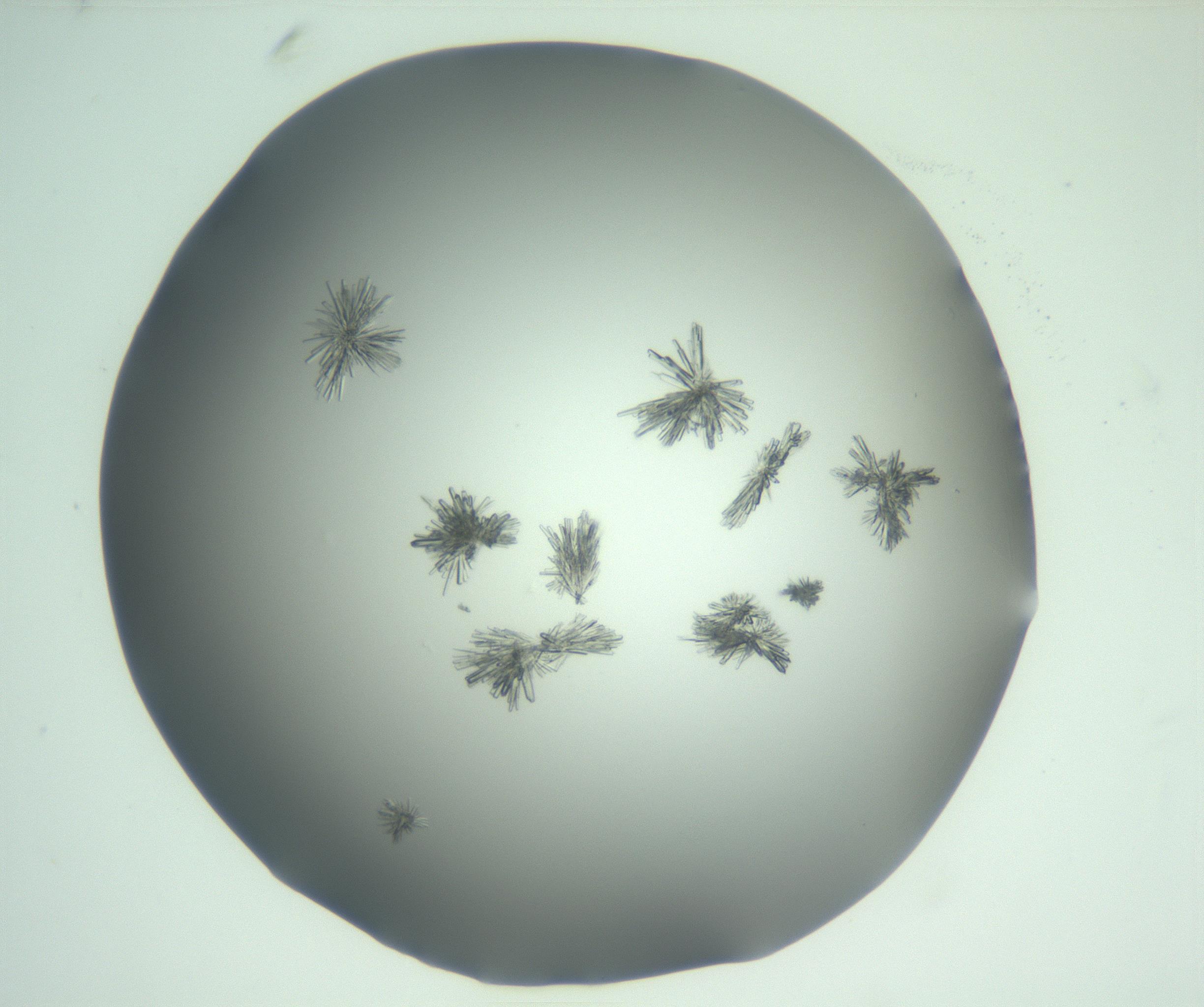 RI01_03_000_0212_Proj1_Clon1_MC_0000MC103046_002_161125_10_01_02_00_99_002_001_RAI.jpg