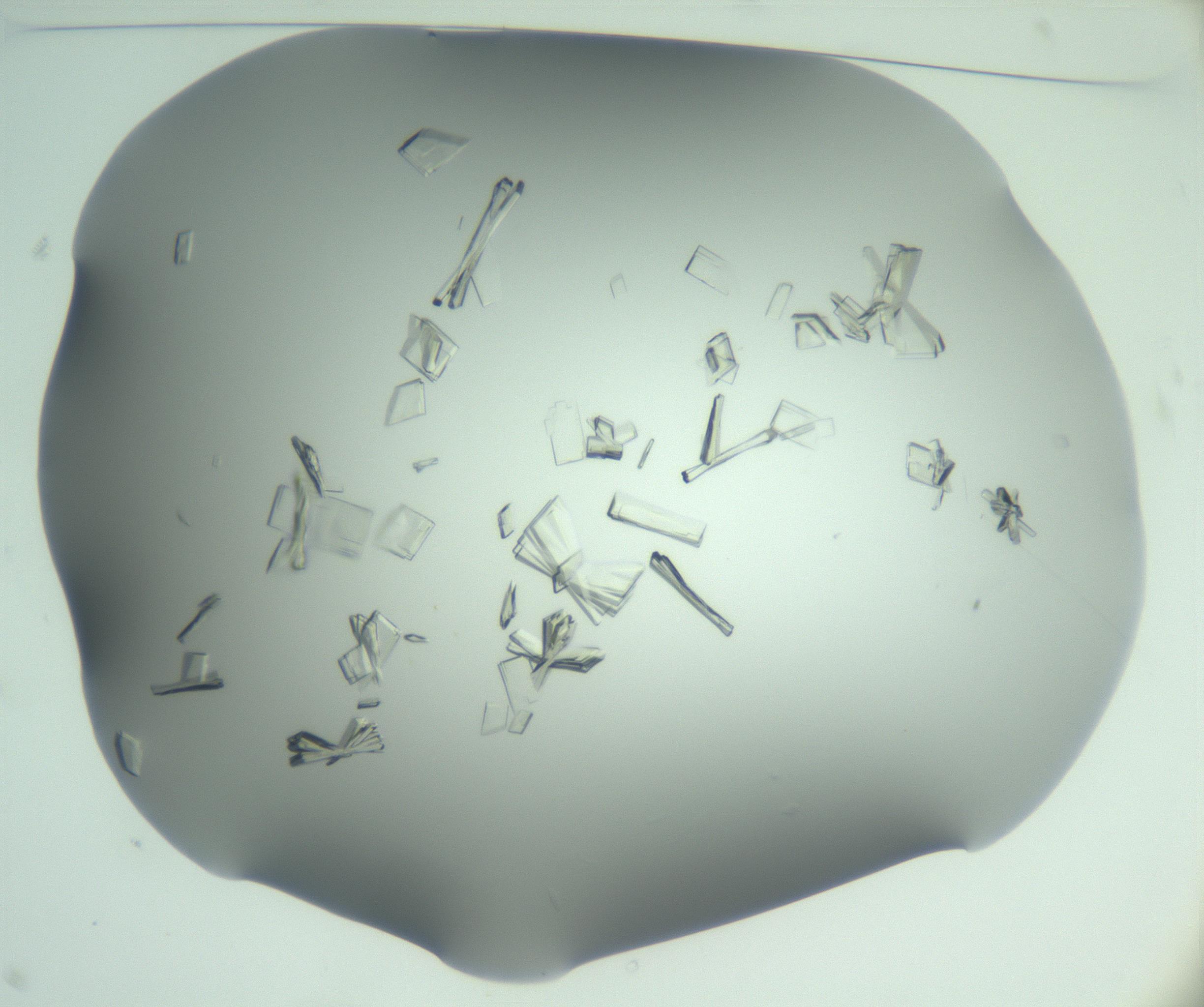 RI01_03_000_0212_Proj1_Clon1_MC_0000MC103046_002_161125_11_01_01_00_99_002_001_RAI.jpg