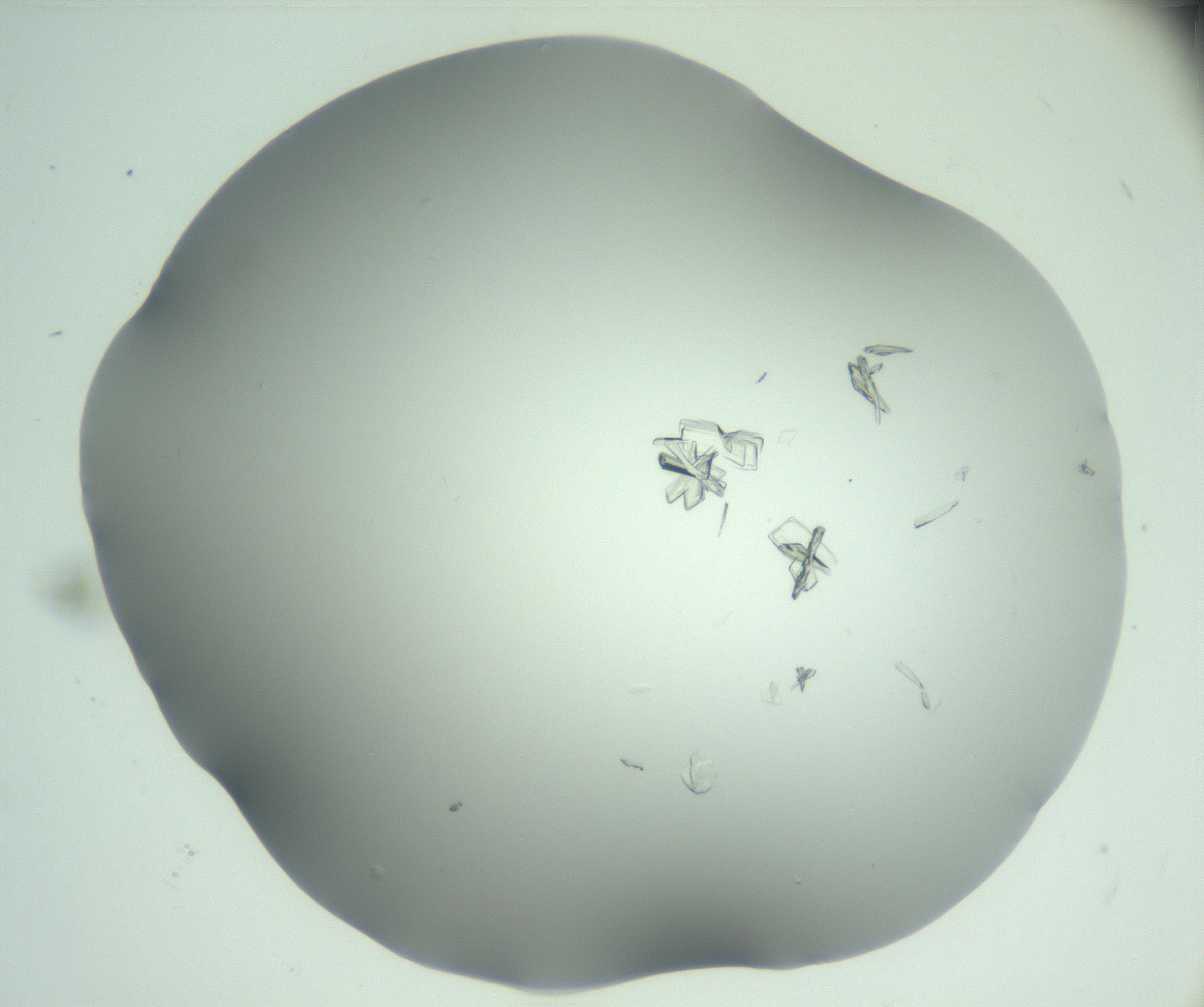 RI01_03_000_0212_Proj1_Clon1_MC_0000MC103046_002_161125_11_01_02_00_99_002_001_RAI.jpg