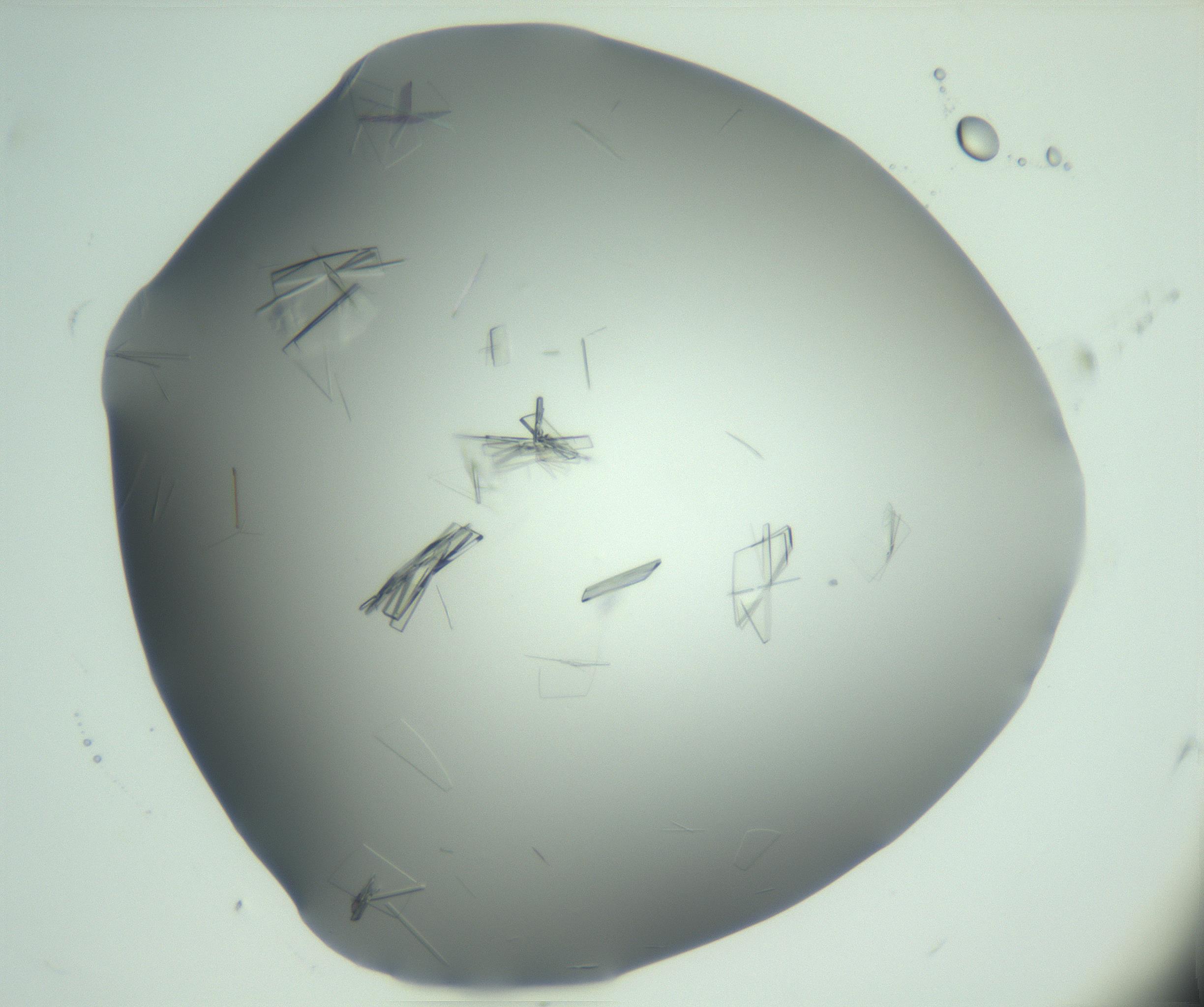 RI01_03_000_0212_Proj1_Clon1_MC_0000MC103046_002_161125_11_05_01_00_99_002_001_RAI.jpg