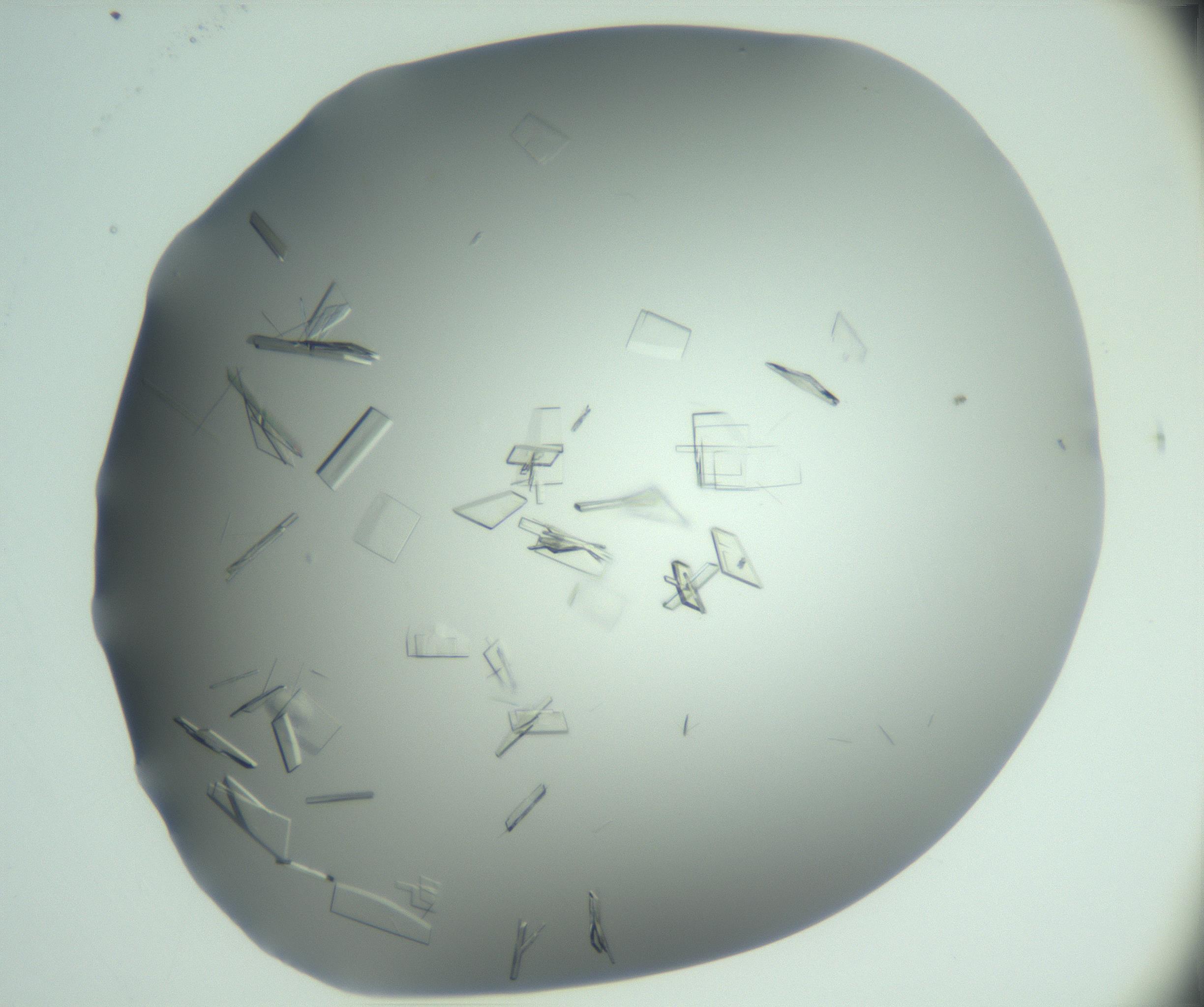 RI01_03_000_0212_Proj1_Clon1_MC_0000MC103046_002_161125_11_06_02_00_99_002_001_RAI.jpg