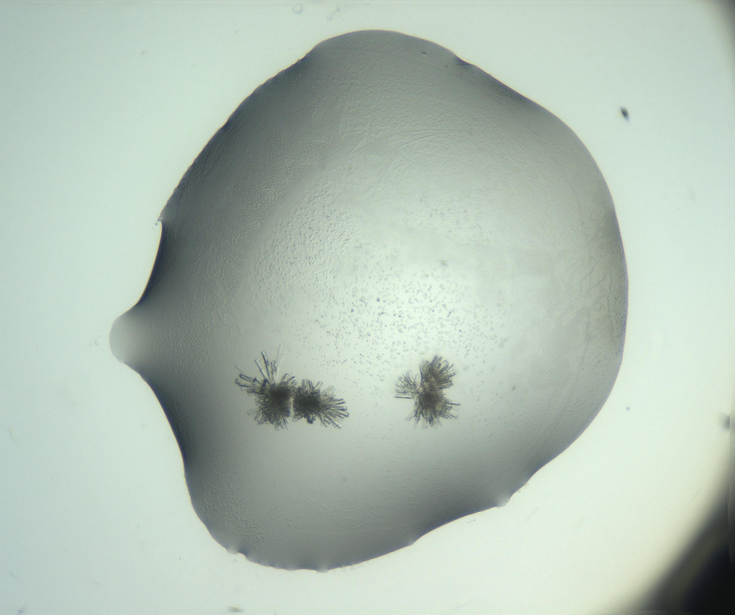 RI01_03_000_0212_Proj1_Clon1_MC_0000MC103046_002_161125_12_02_01_00_99_002_001_RAI.jpg