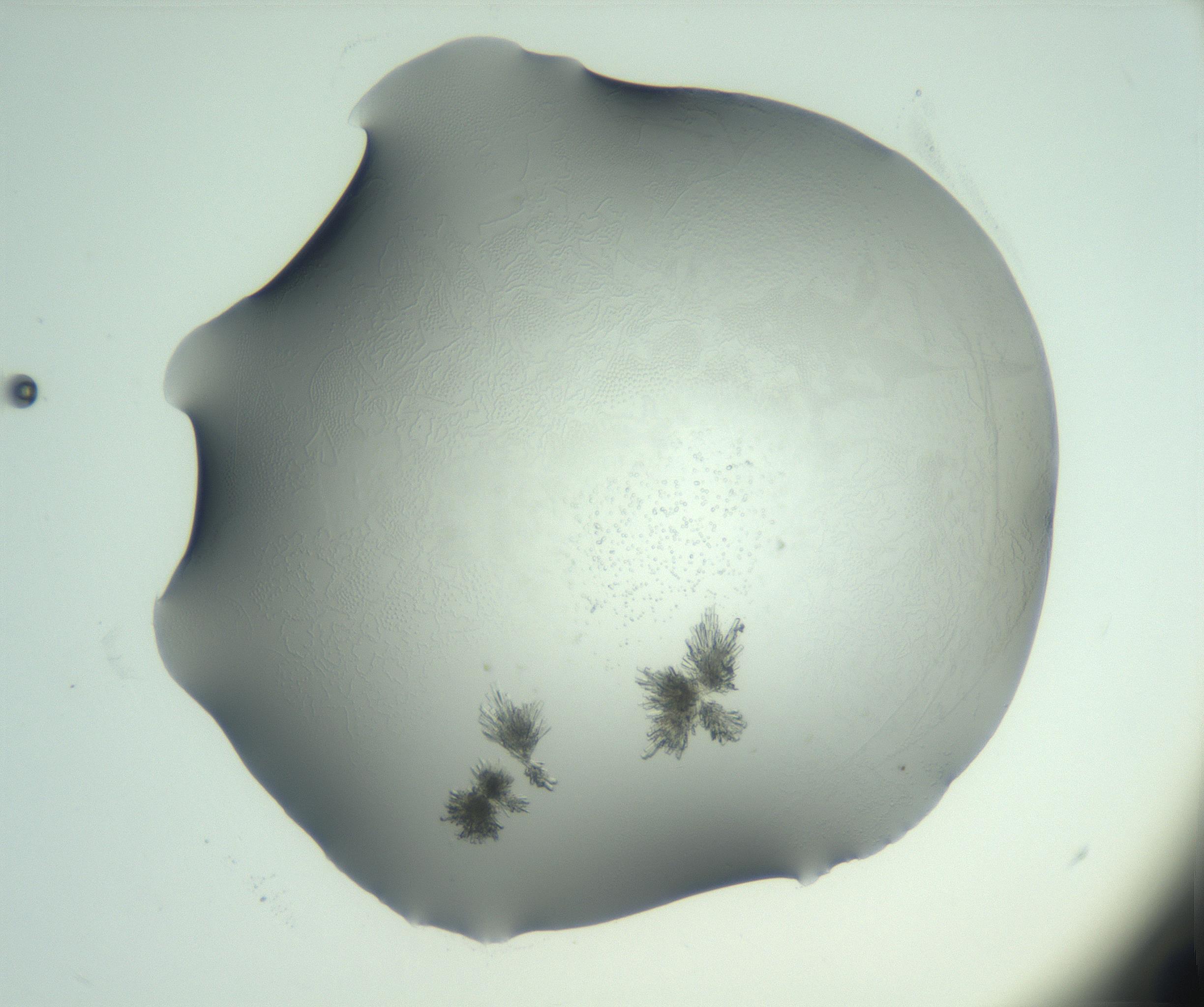 RI01_03_000_0212_Proj1_Clon1_MC_0000MC103046_002_161125_12_02_02_00_99_002_001_RAI.jpg