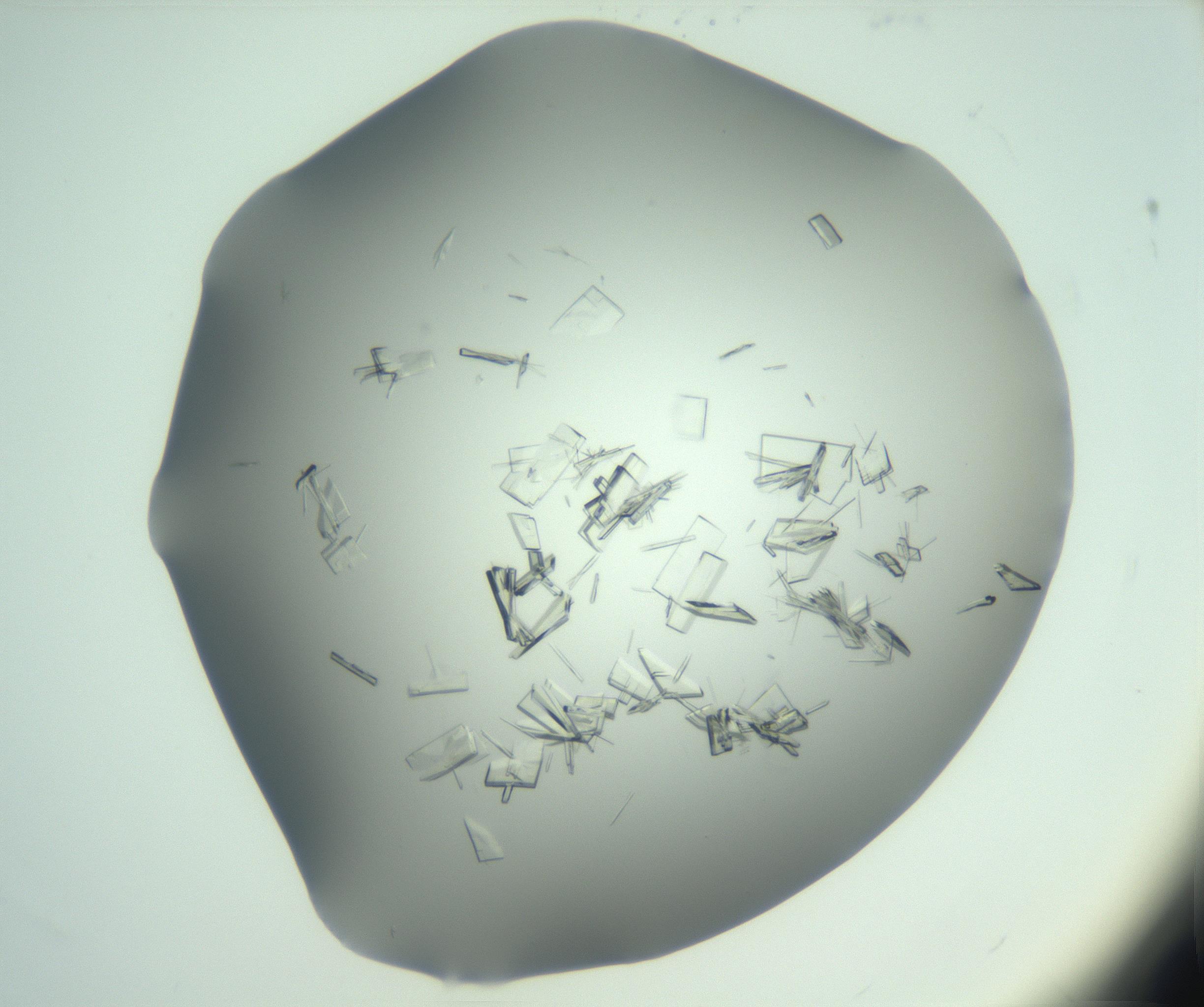 RI01_03_000_0212_Proj1_Clon1_MC_0000MC103046_002_161125_12_03_01_00_99_002_001_RAI.jpg
