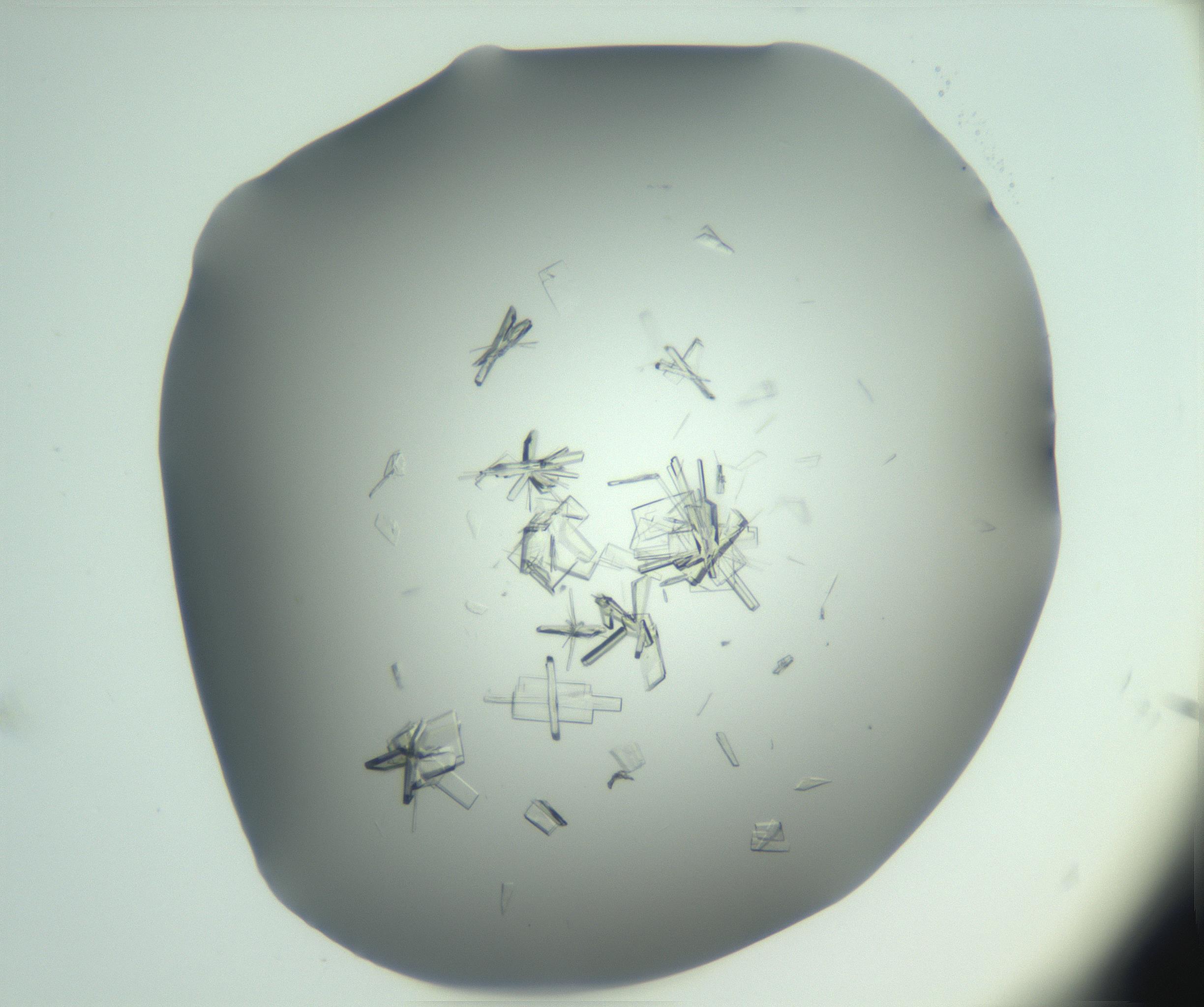 RI01_03_000_0212_Proj1_Clon1_MC_0000MC103046_002_161125_12_03_02_00_99_002_001_RAI.jpg
