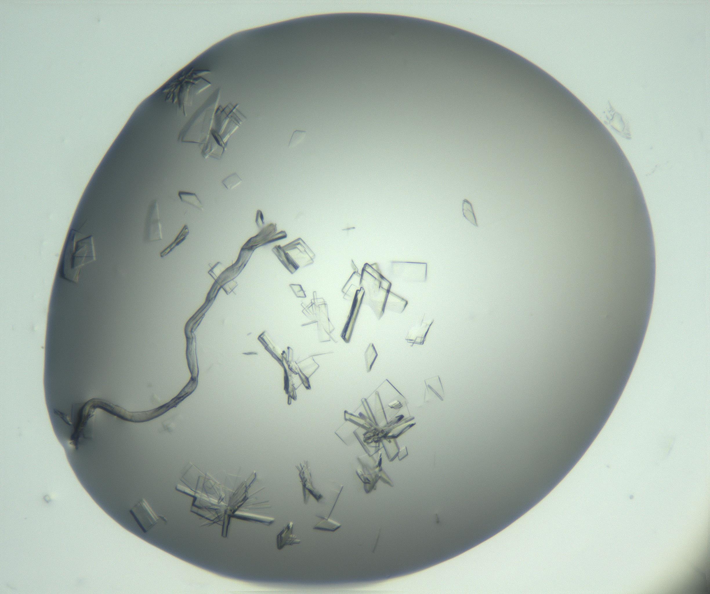 RI01_03_000_0212_Proj1_Clon1_MC_0000MC103046_002_161125_12_05_01_00_99_002_001_RAI.jpg