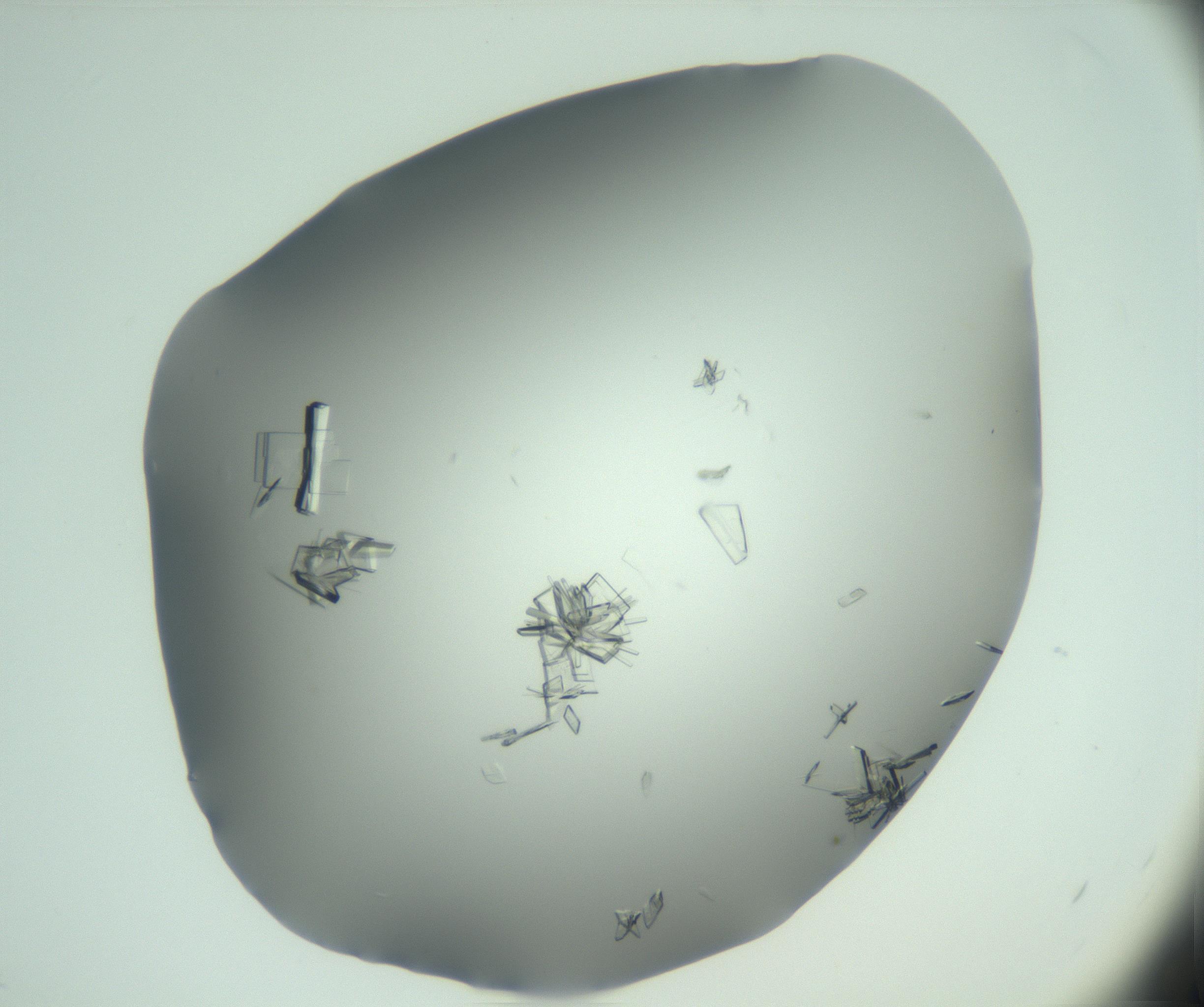 RI01_03_000_0212_Proj1_Clon1_MC_0000MC103046_002_161125_12_05_02_00_99_002_001_RAI.jpg