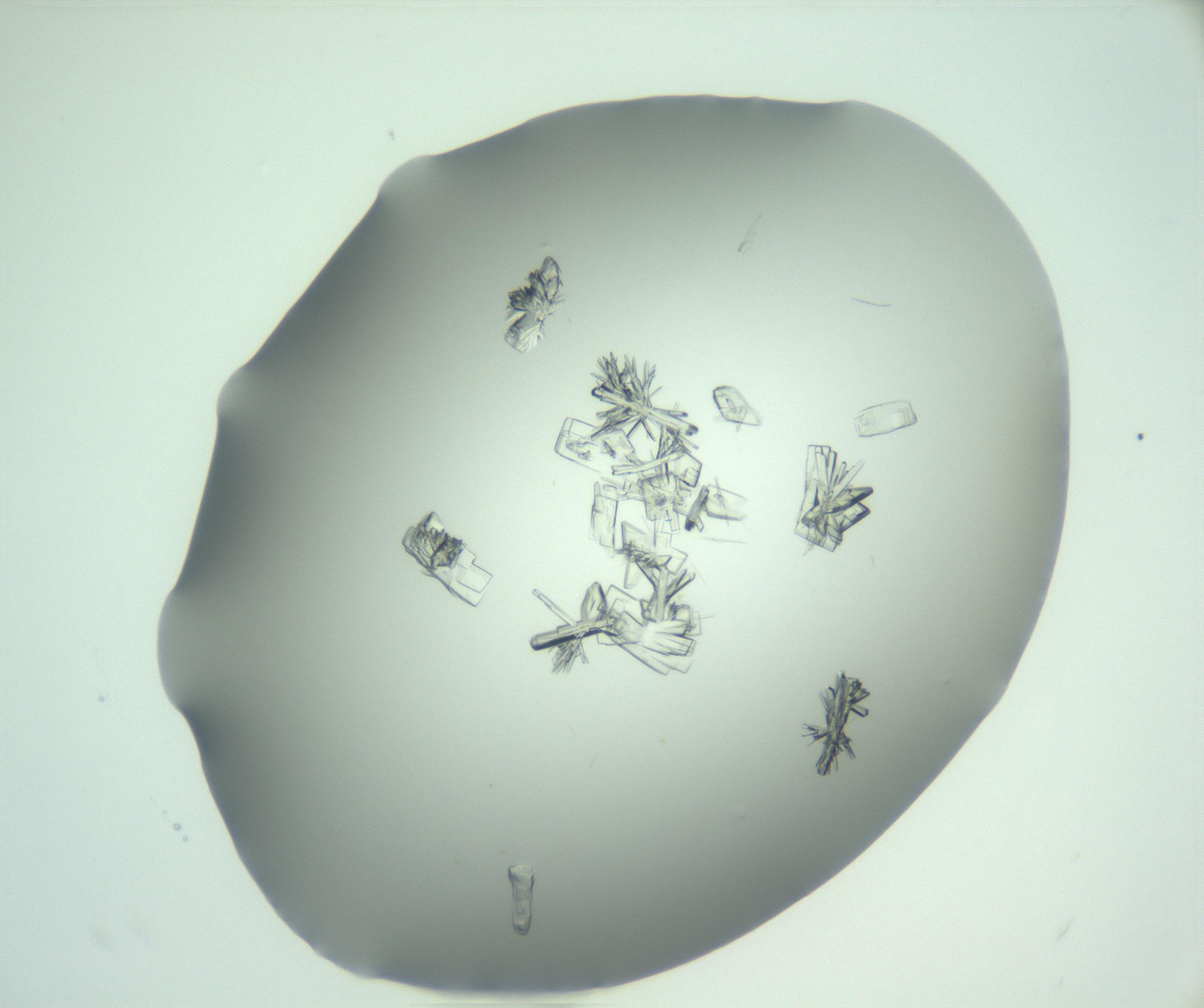 RI01_03_000_0212_Proj1_Clon1_MC_0000MC103046_002_161125_12_08_01_00_99_002_001_RAI.jpg