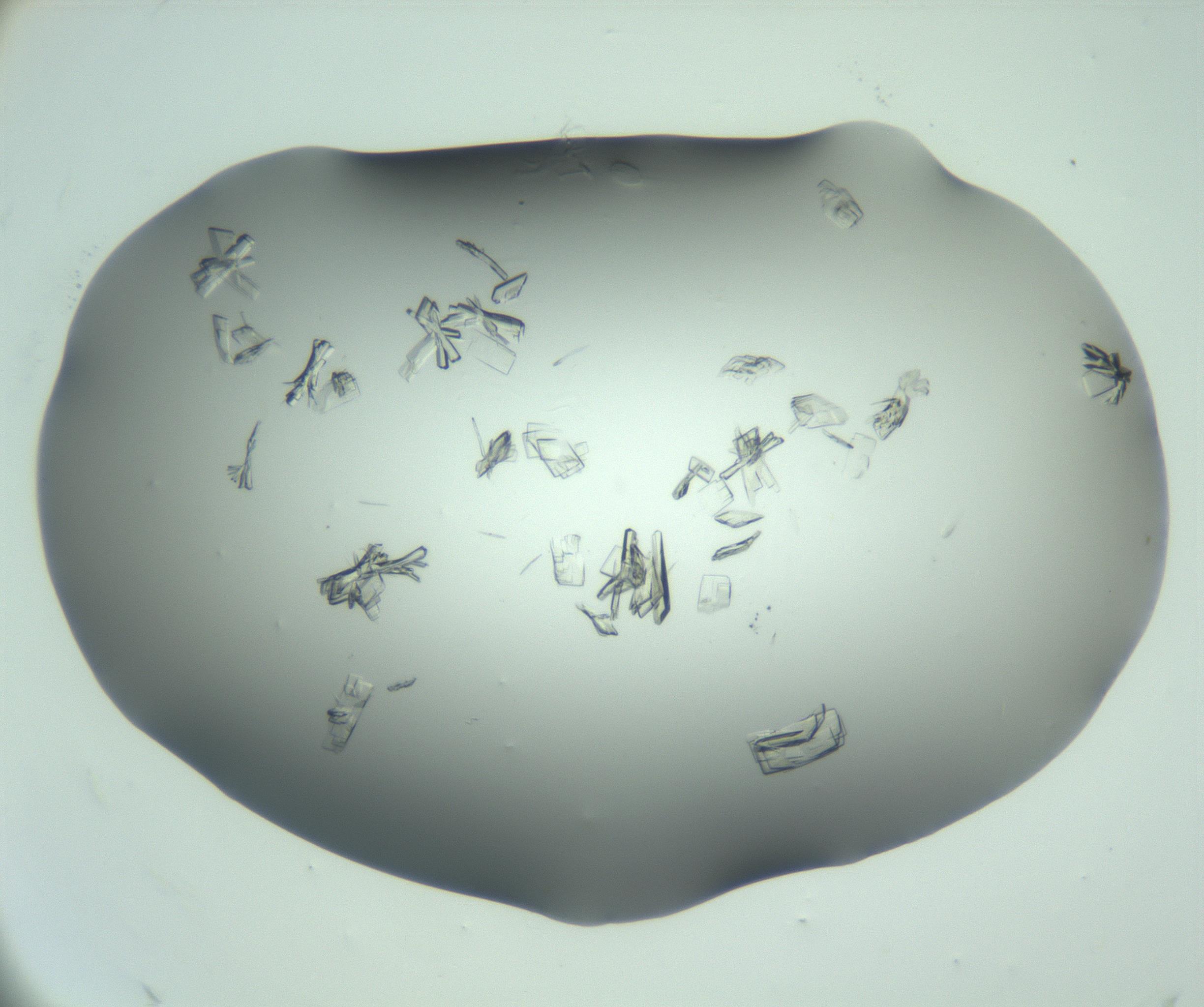 RI01_03_000_0212_Proj1_Clon1_MC_0000MC103046_002_161125_12_08_02_00_99_002_001_RAI.jpg