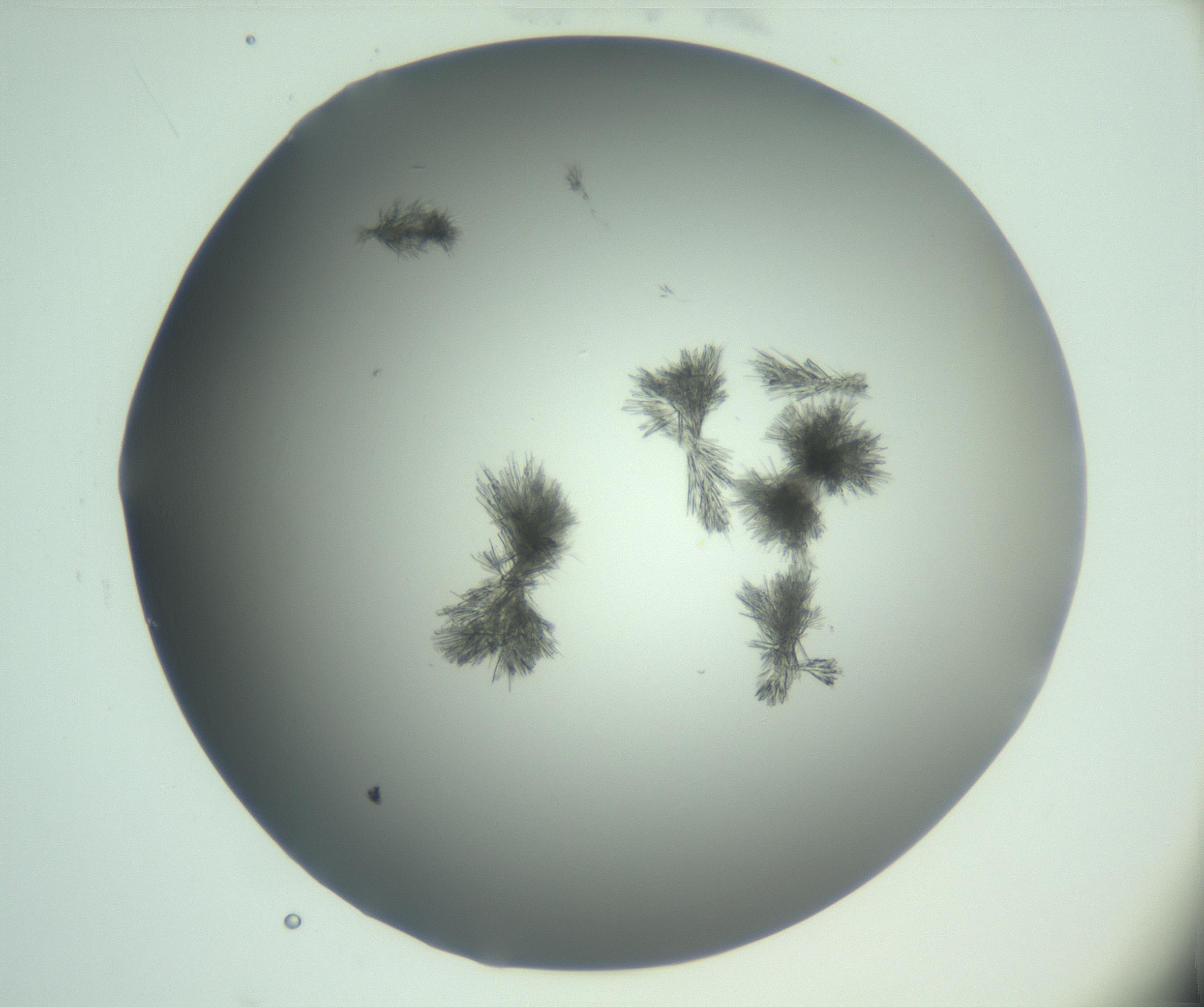 RI01_03_000_0212_Proj1_Clon1_MC_0000MC103046_003_161127_01_03_01_00_99_002_001_RAI.jpg