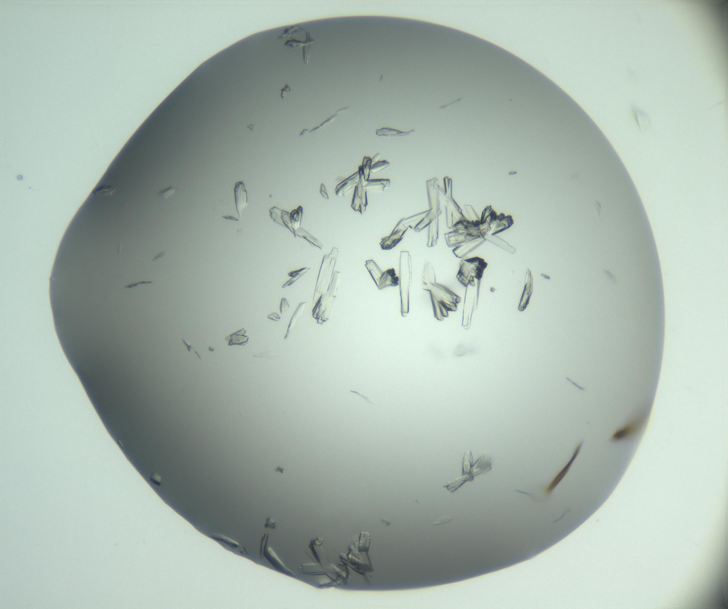 RI01_03_000_0212_Proj1_Clon1_MC_0000MC103046_003_161127_01_06_01_00_99_002_001_RAI.jpg
