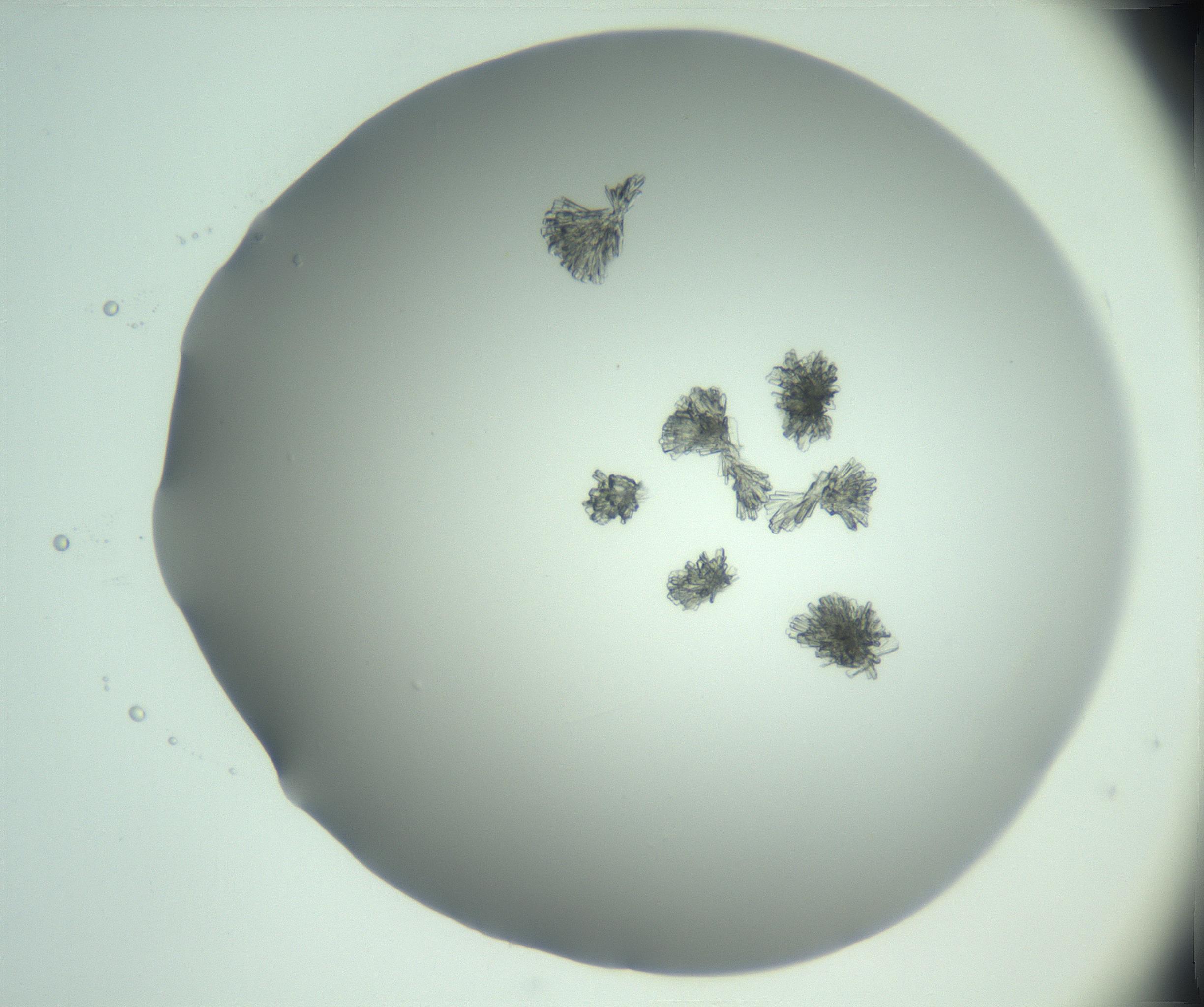 RI01_03_000_0212_Proj1_Clon1_MC_0000MC103046_003_161127_02_01_02_00_99_002_001_RAI.jpg