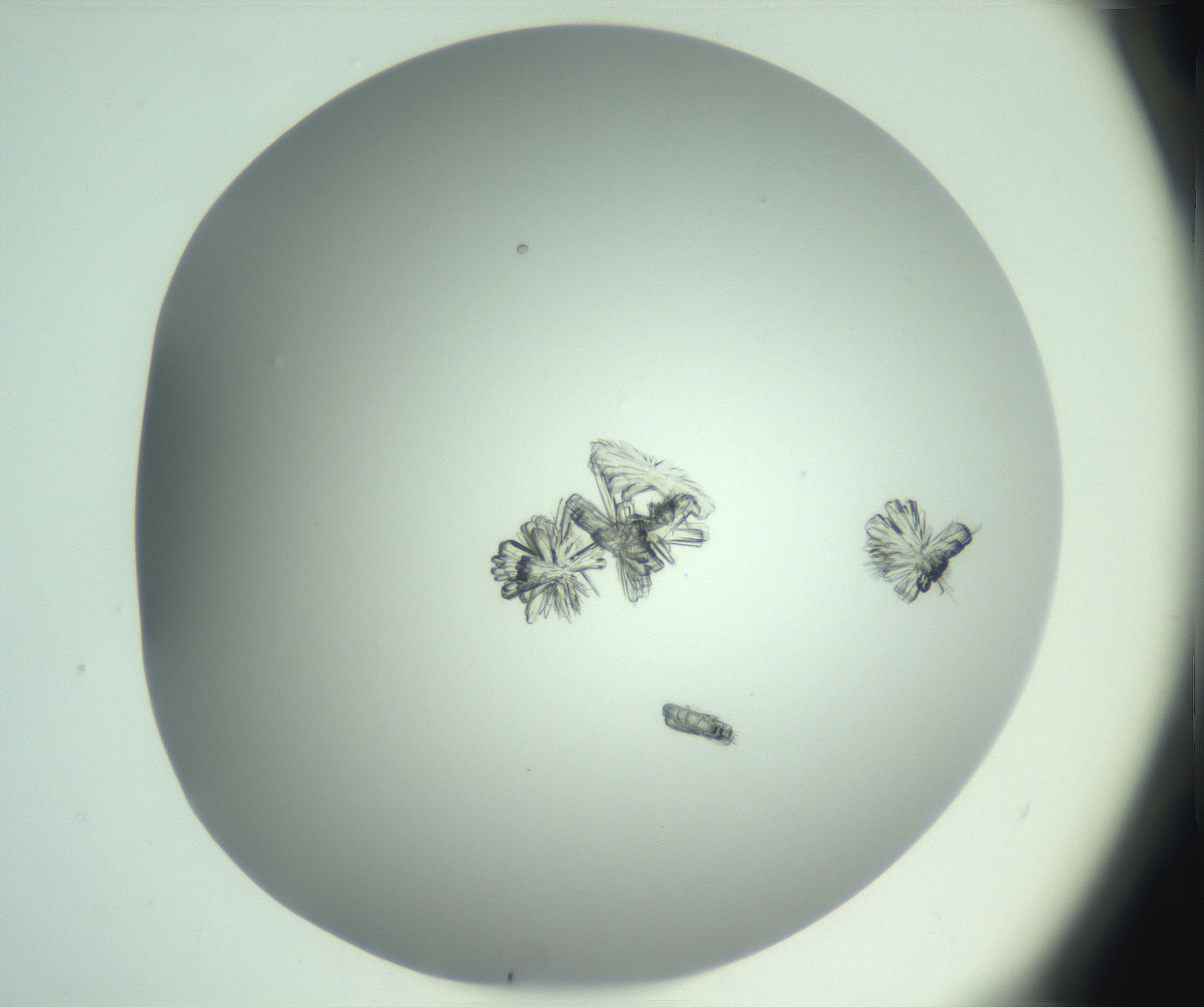 RI01_03_000_0212_Proj1_Clon1_MC_0000MC103046_003_161127_02_02_02_00_99_002_001_RAI.jpg