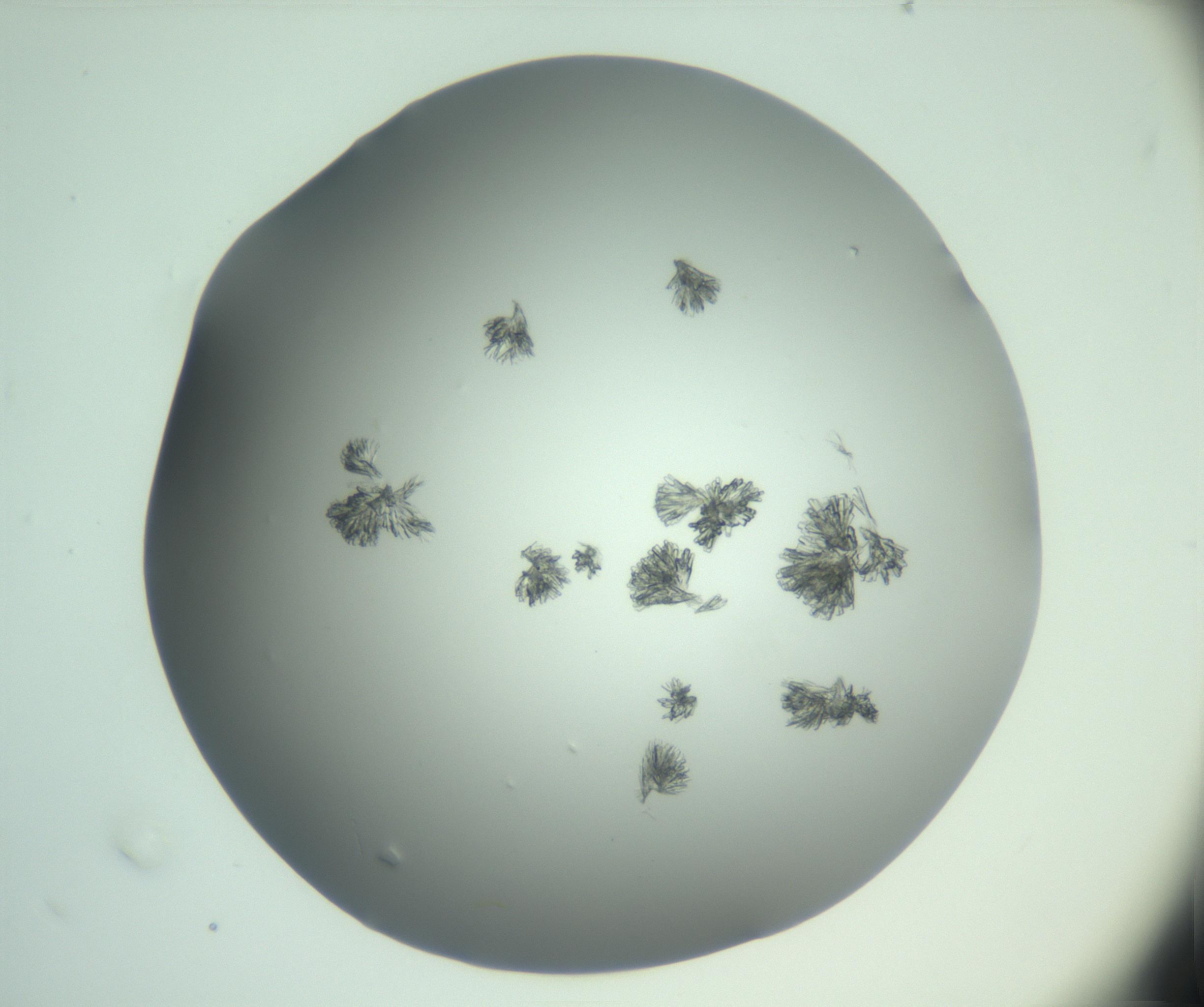 RI01_03_000_0212_Proj1_Clon1_MC_0000MC103046_003_161127_02_03_01_00_99_002_001_RAI.jpg