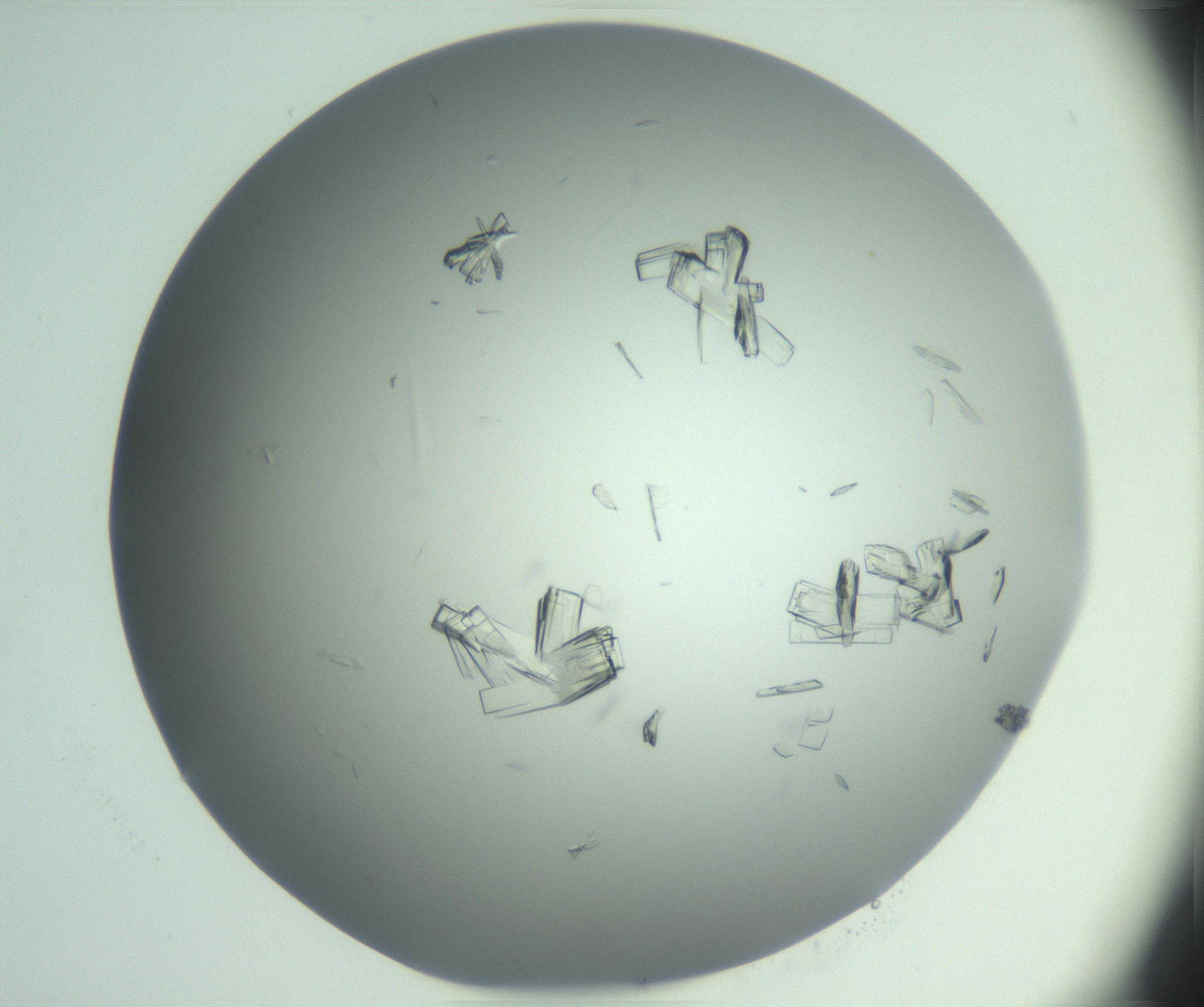 RI01_03_000_0212_Proj1_Clon1_MC_0000MC103046_003_161127_02_06_01_00_99_002_001_RAI.jpg